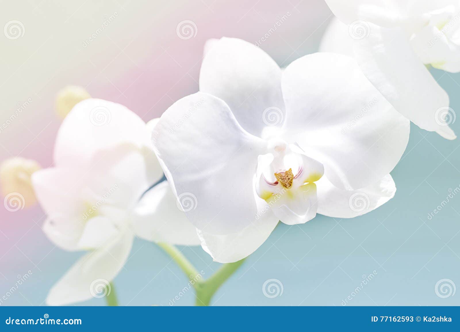 L'orchidea bianca delicata, orchidea fiorisce il ramo. Orchidea bianca fragile L'orchidea fiorisce il ramo