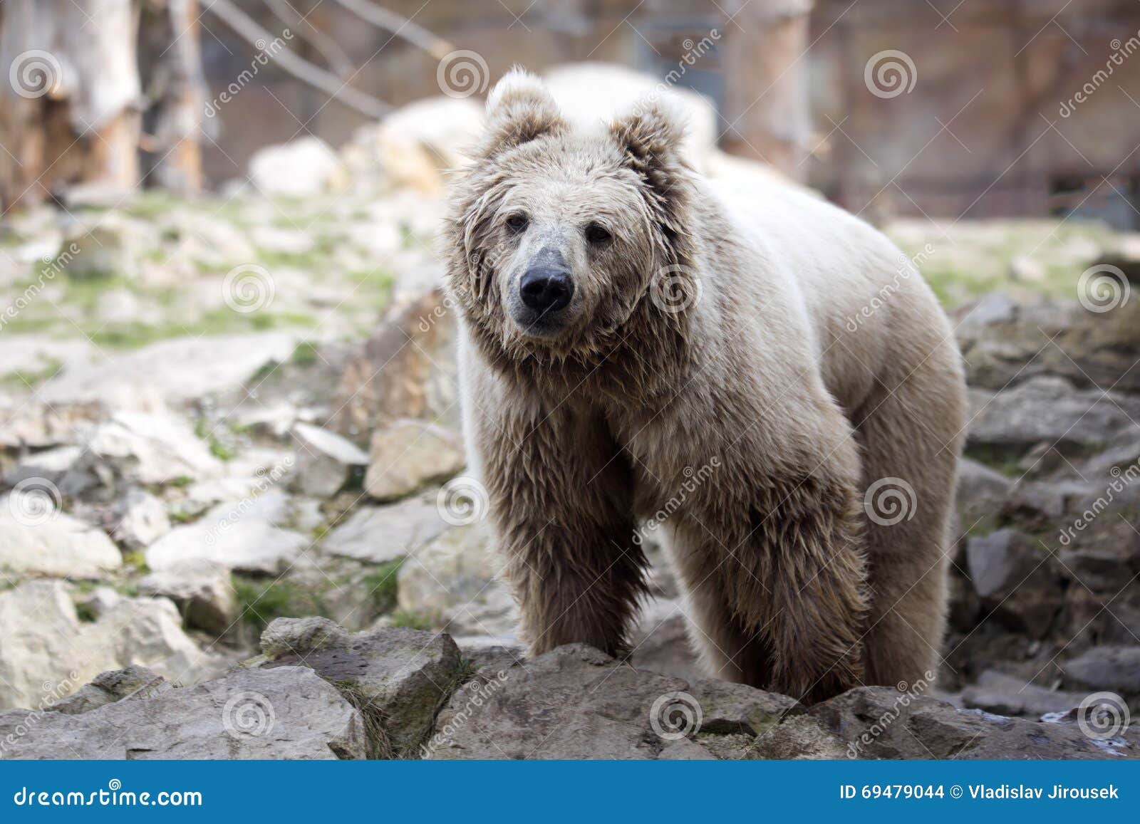 L'orso Bruno Himalayano, Isabellinus Di Arctos Di Ursus, Ha Un Colore Molto  Luminoso Fotografia Stock - Immagine di animale, himalayano: 69479044