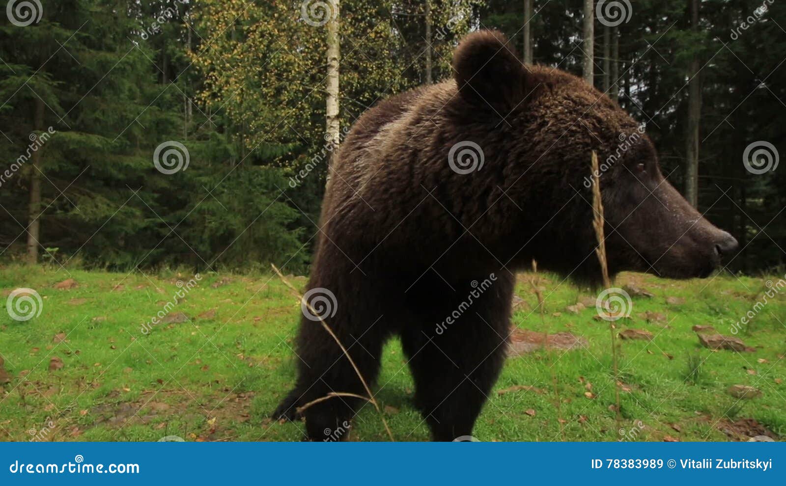 L'ours respire fort clips vidéos. Vidéo du grand, drôle - 78383989