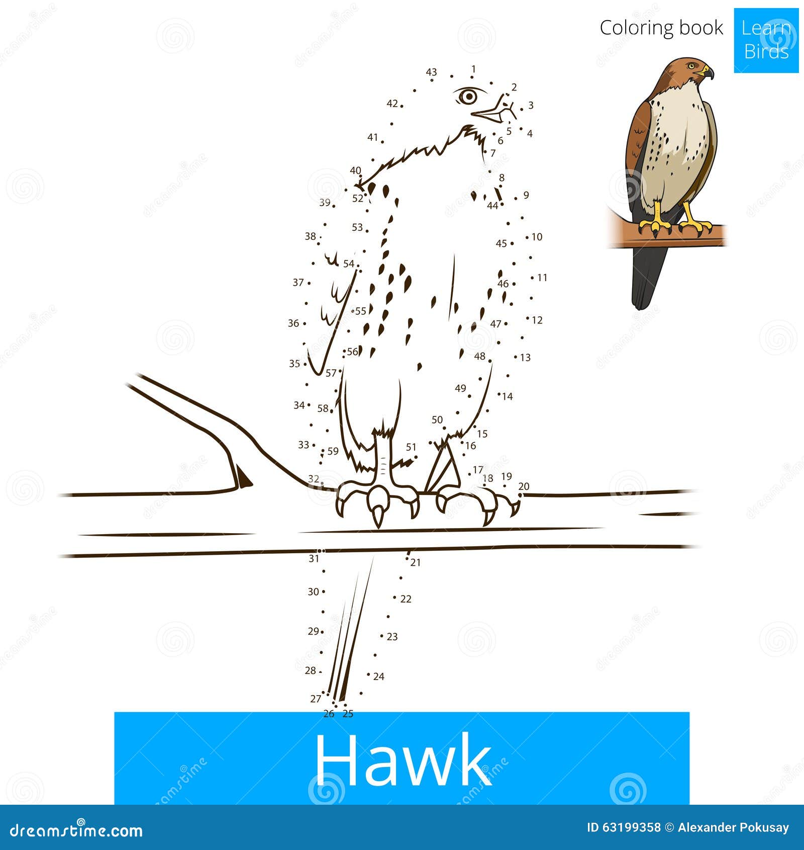 L uccello del falco impara il vettore del libro da colorare degli uccelli Gioco educativo