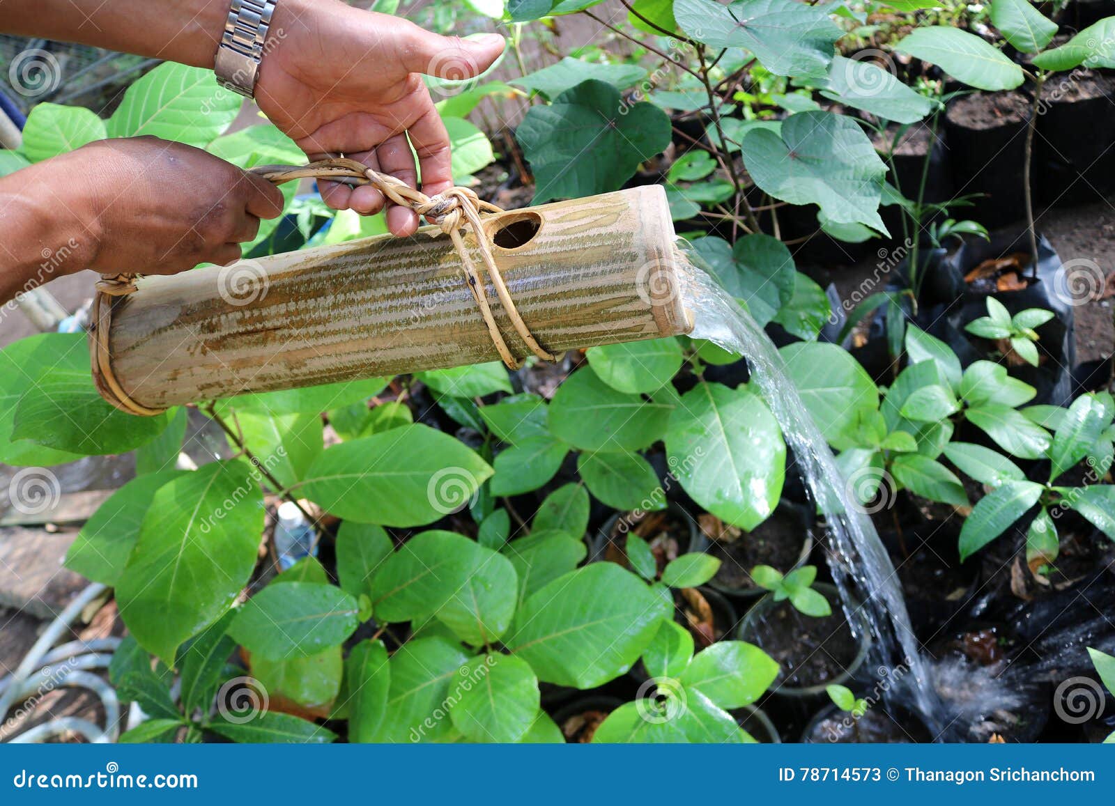 Bambou : utilisation au jardin