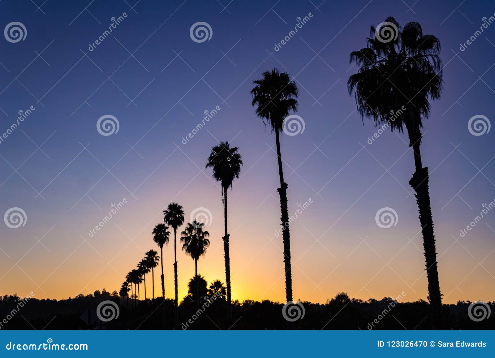 L View of a Silhouetted Row of Palm Trees at Sunset. Stock Photo ...