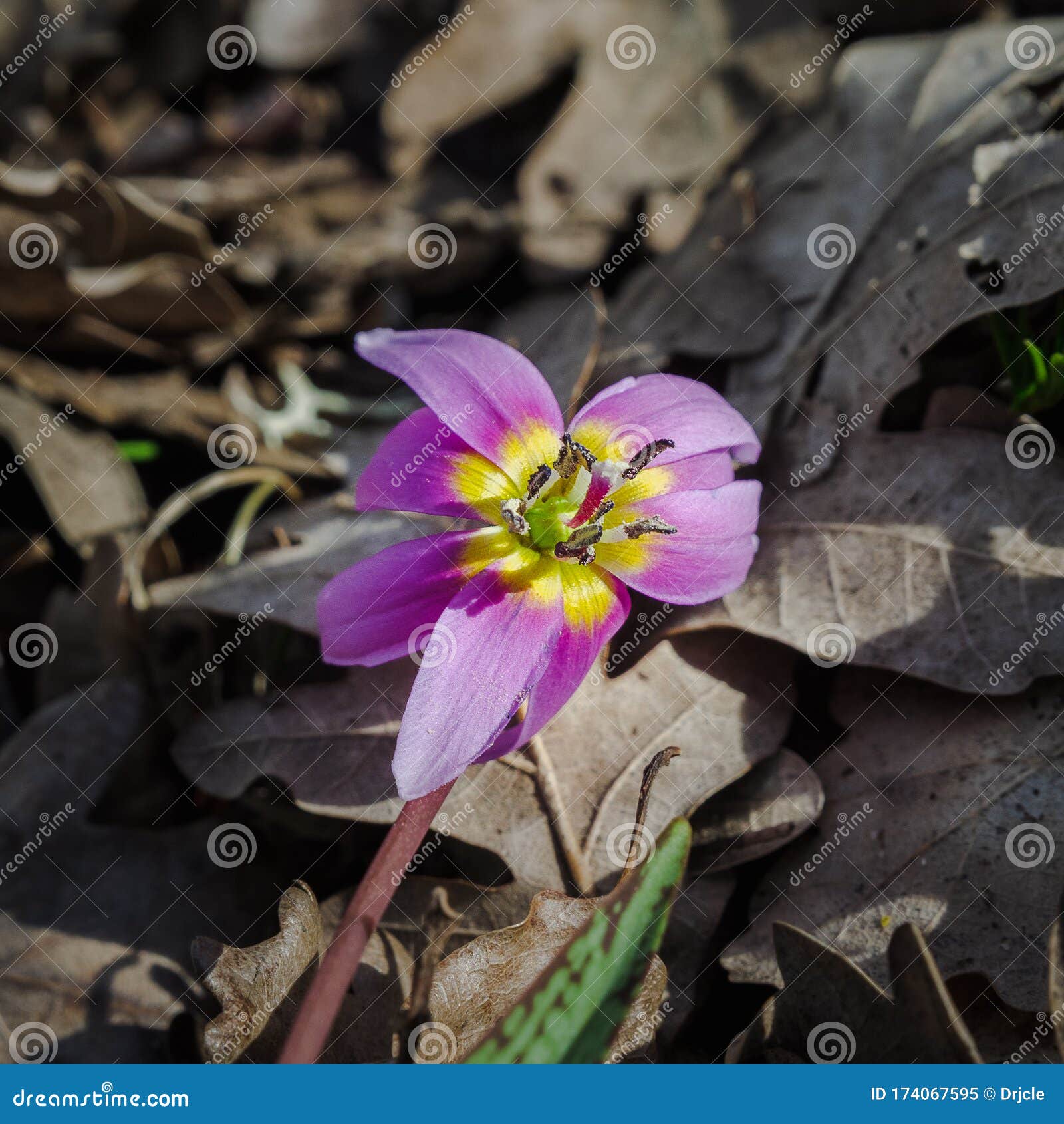 L'violets Denscanis Erythronium Le Liliaceae De Fleurs De Lys De Violette  De Dogstoothviolet Ou Pied-de-poule Dans Les Montagnes D Image stock -  Image du fleuraison, europe: 174067595