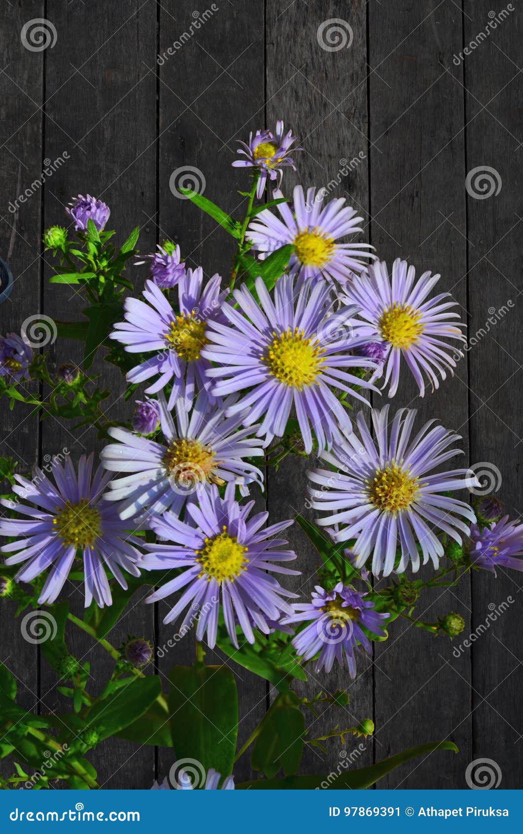 La Belle Belle Marguerite Violette Lumineuse Et Fraîche Fleurit Image stock  - Image du lame, aster: 97869391