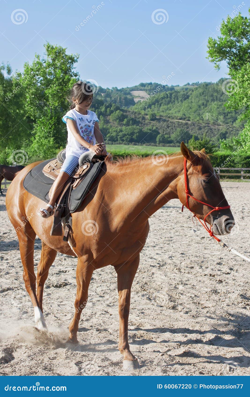 La Belle Fille Monte Un Cheval Photo stock - Image du équestre