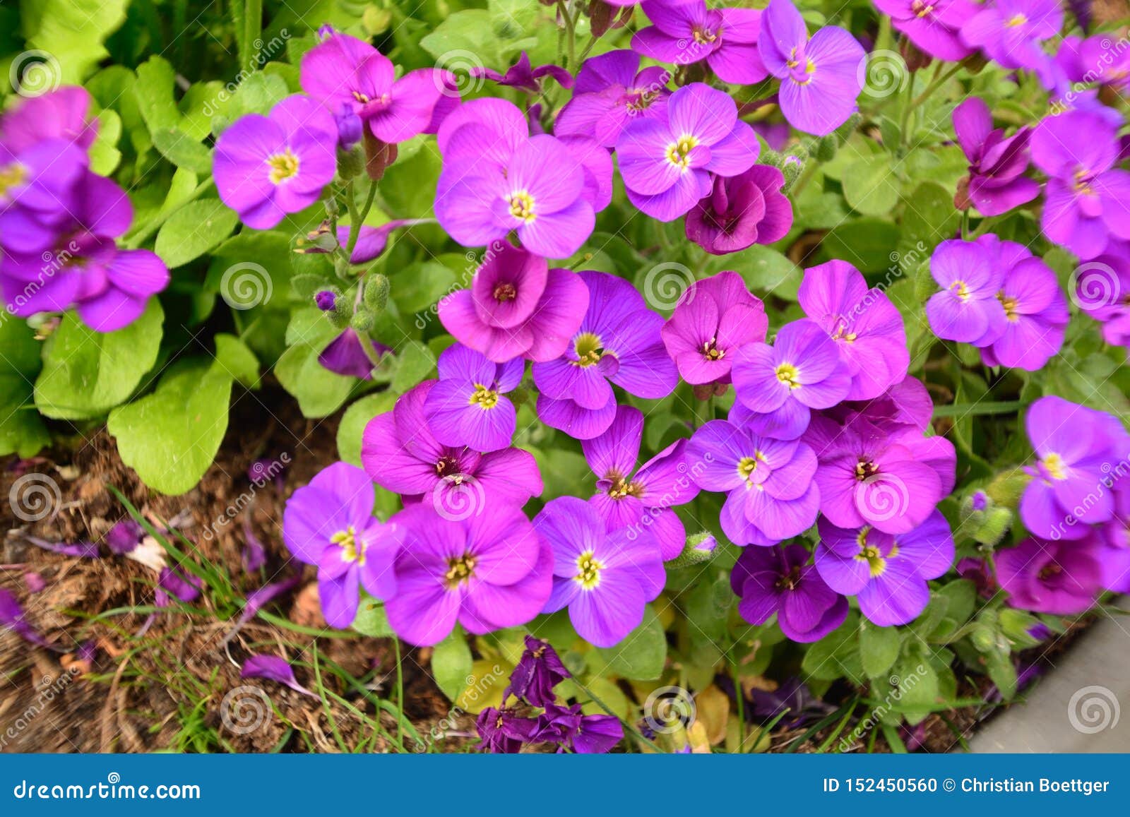 La Belle Fleur Violette Dans Le Jardin a Brillé Au Soleil Photo stock -  Image du ouvert, contrastes: 152450560
