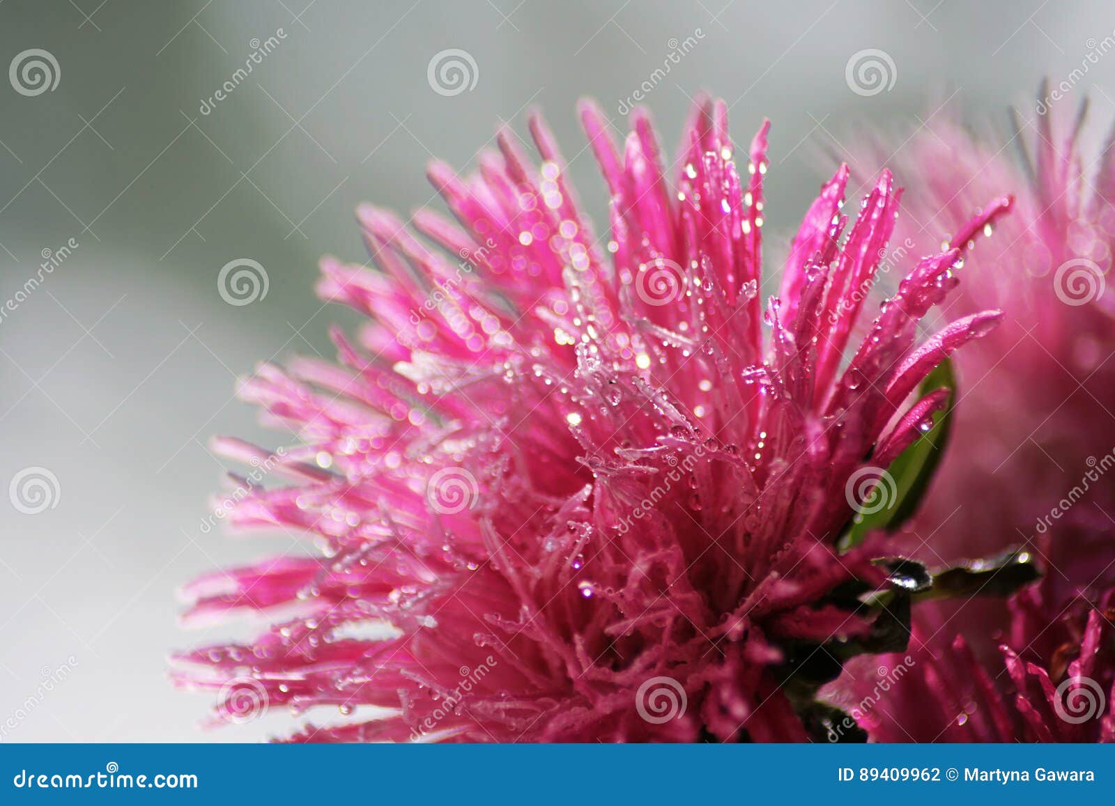 La Belle Rose Fleur Couverte Avec De Leau Se Laisse Tomber