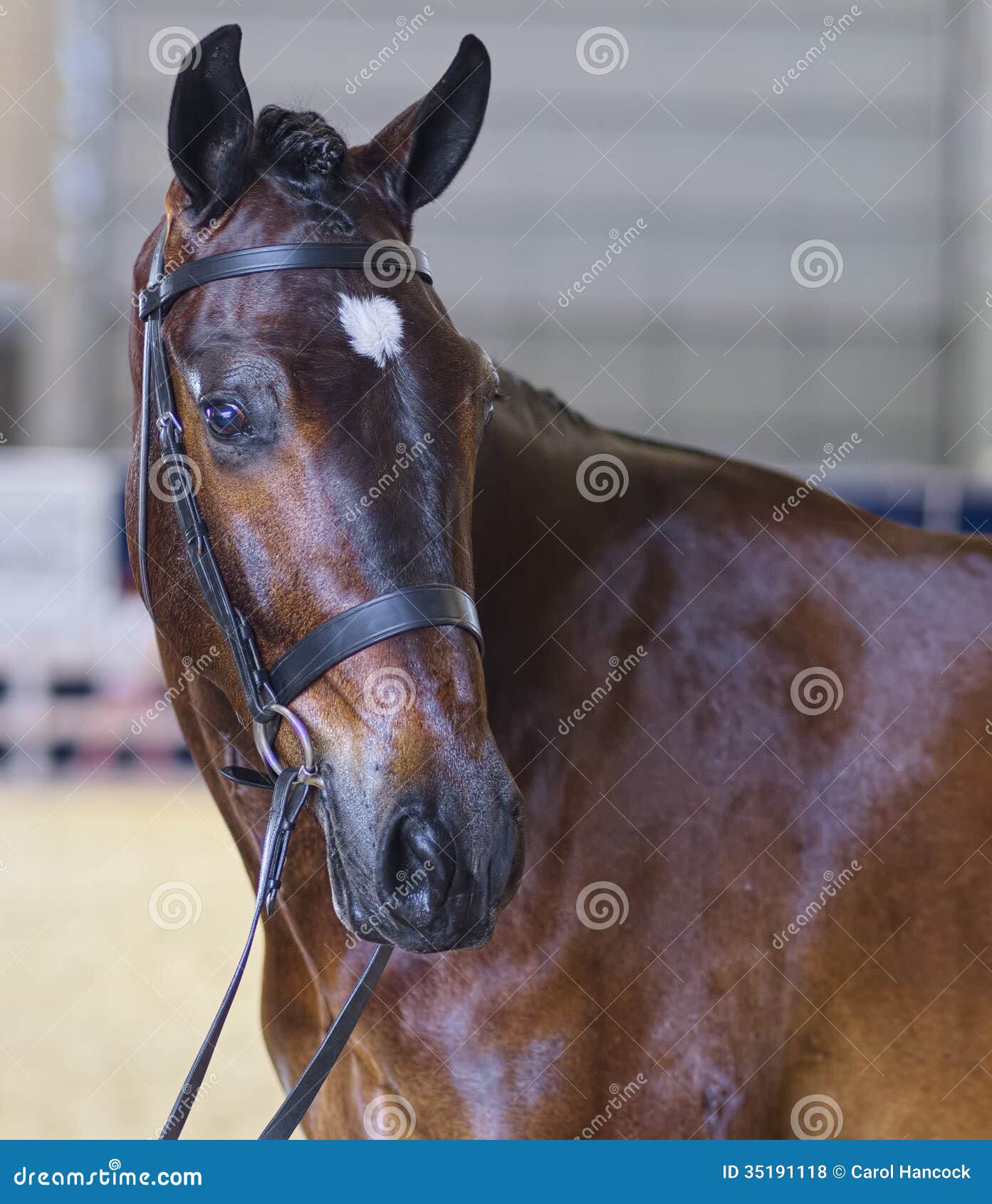 La Belle Tête D'un Cheval De Waler Photo stock - Image du sauvage, docile:  35191118