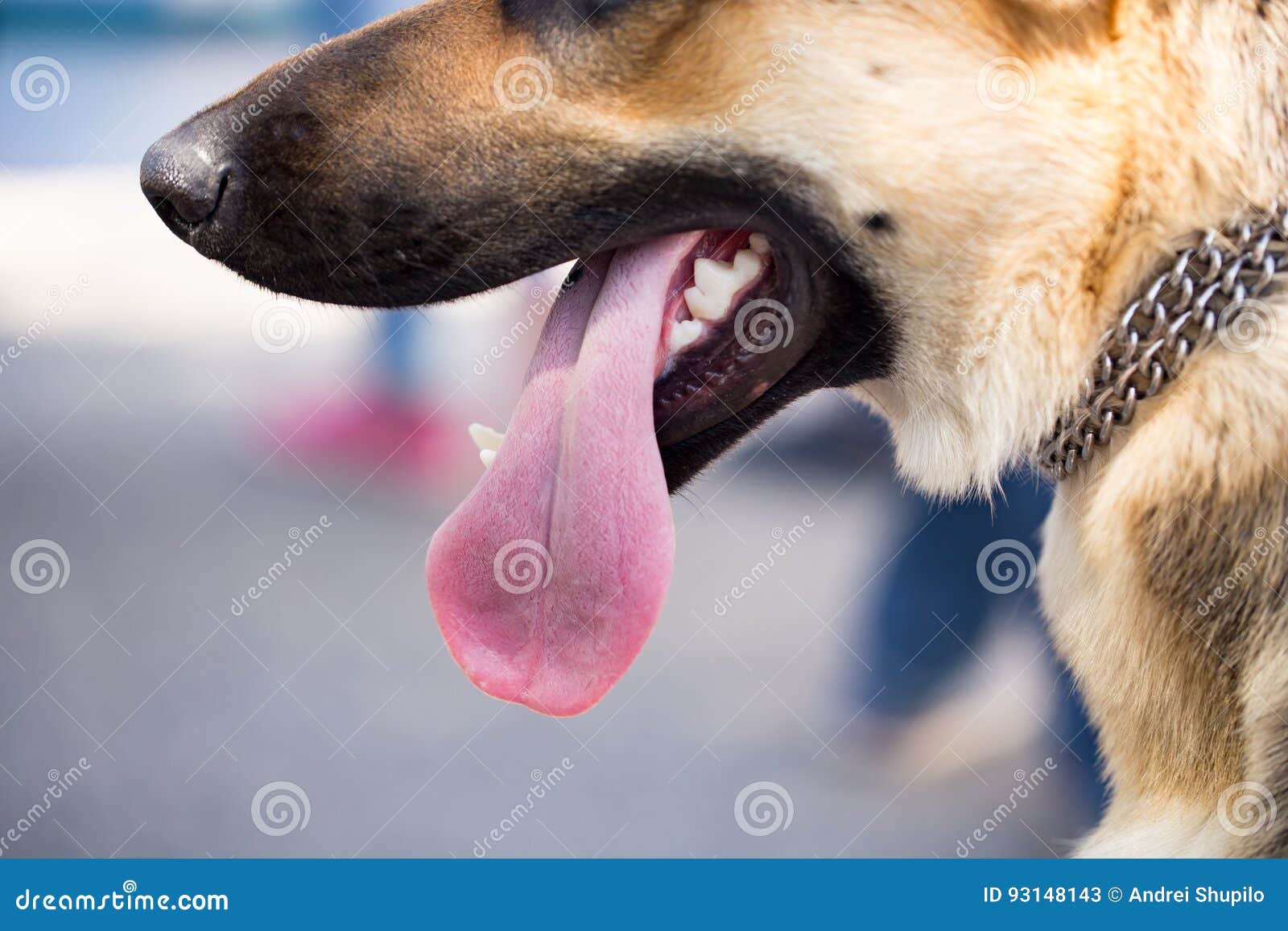 La Bocca Di Un Cane Con I Denti E La Lingua Immagine Stock Immagine
