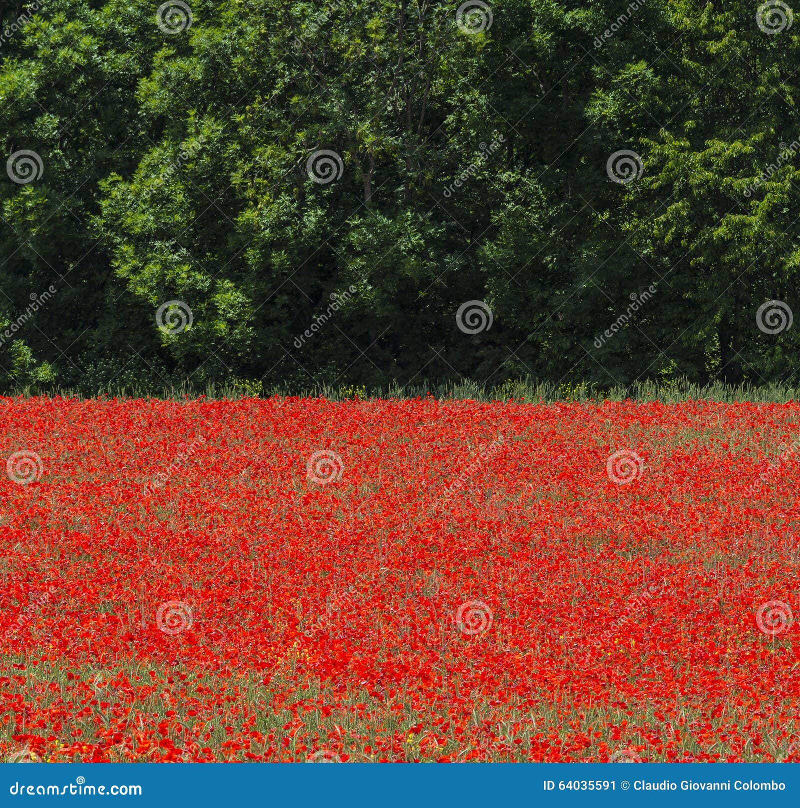 la-breole-haute-provence-image-stock-image-du-ressort-64035591