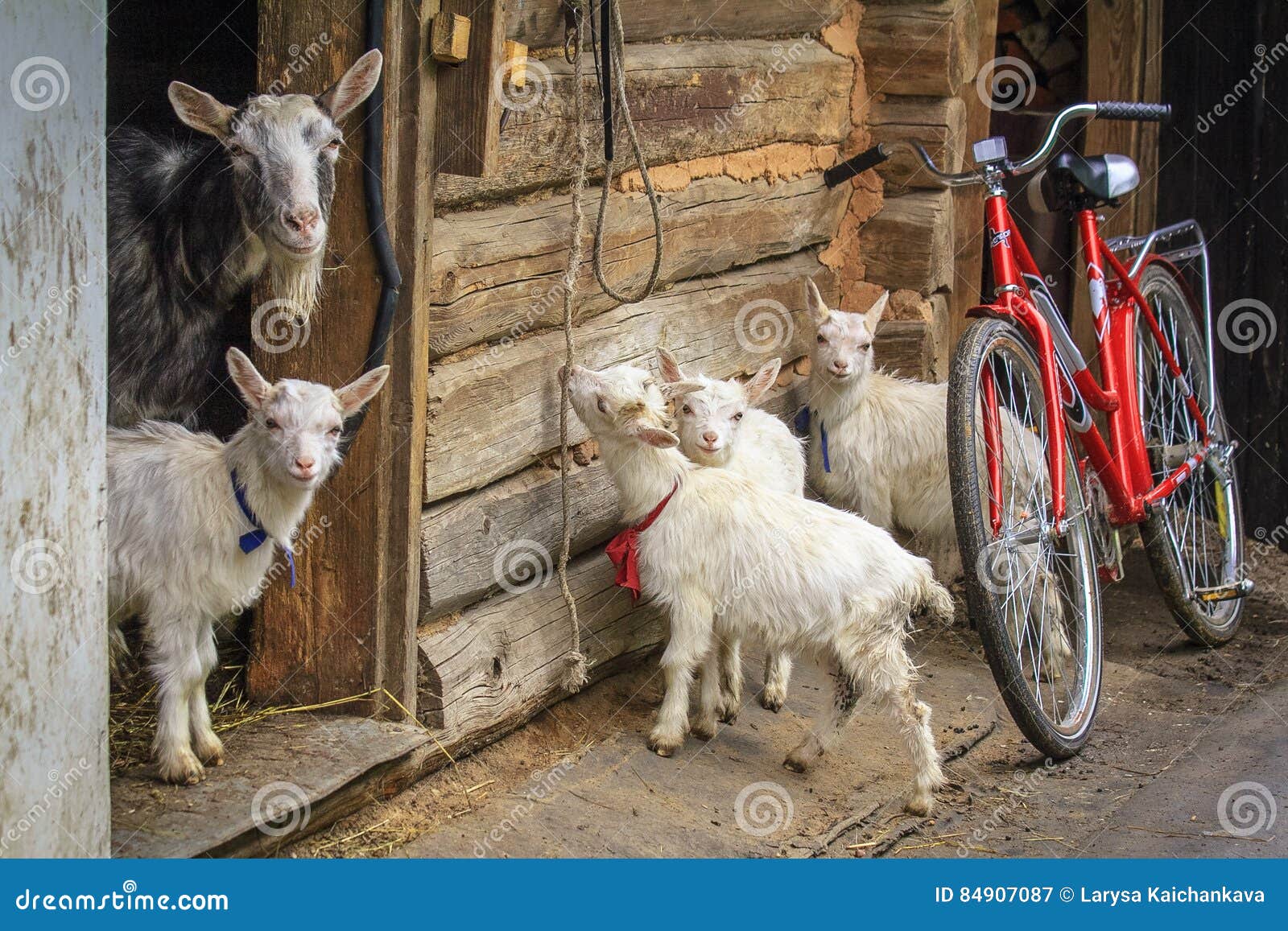 La cabra y el niño cuatro. Una familia de cabras en el pueblo Cabra adulta de la mamá y pequeño niño cuatro Escena conmovedora a partir de la vida de animales domésticos