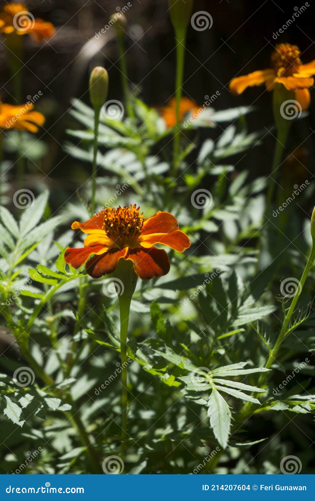 La Caléndula En Flor Es Roja Foto de archivo - Imagen de planta,  vulnerabilidad: 214207604