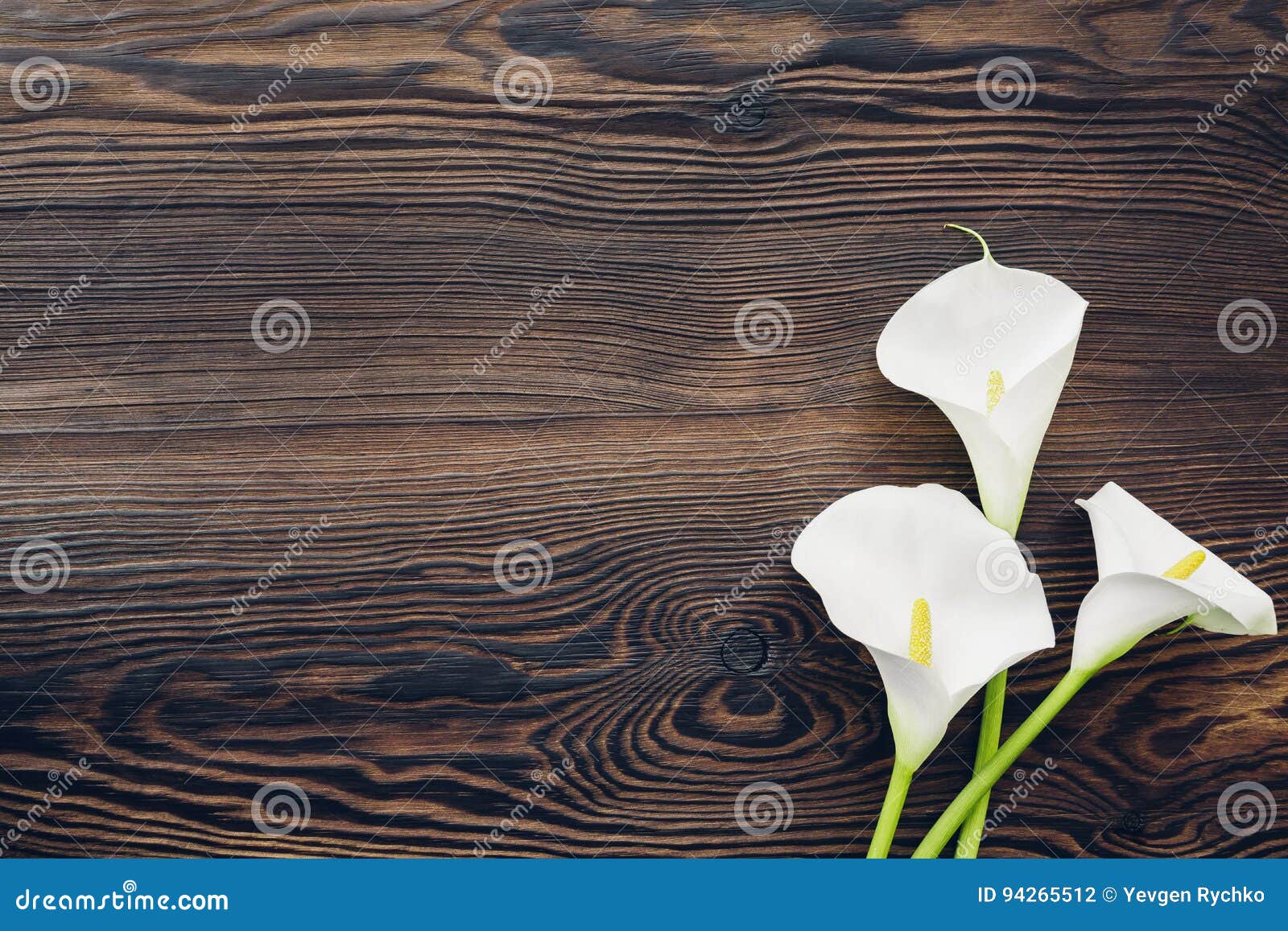La Cala Blanca Florece En El Fondo De Madera, Visión Superior Espacio Vacío Para El Texto Foto de archivo - Imagen de cala, madre: 94265512 La Cala Blanca Florece En El Fondo De Madera, Visión Superior Espacio Vacío Para El Texto Foto de archivo - Imagen de cala, madre: 94265512