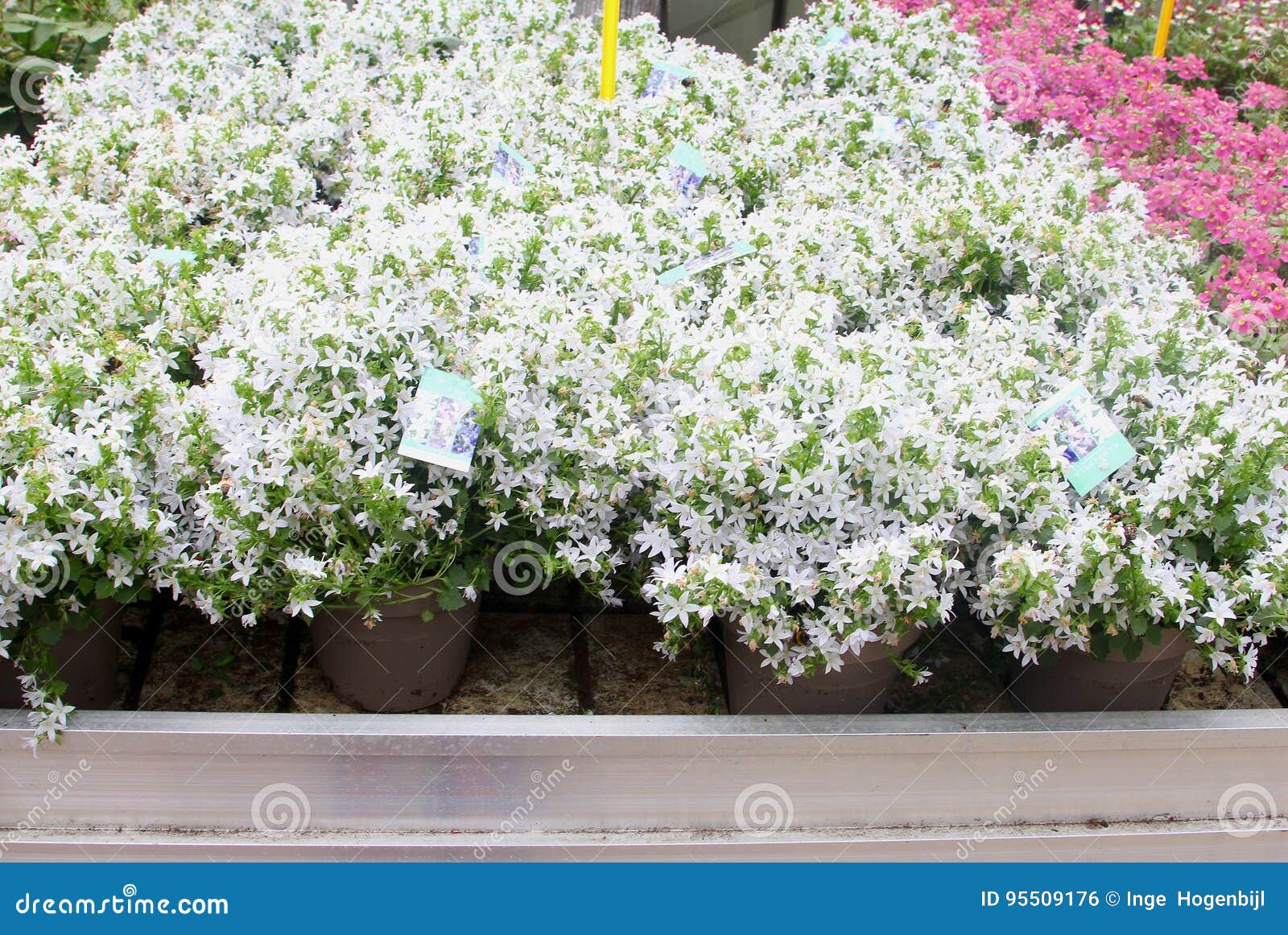 La Campanule De Fleurs Blanches Plante La Serre Chaude De Jardin, Pays-Bas  Photo stock - Image du fleuraison, jardin: 95509176