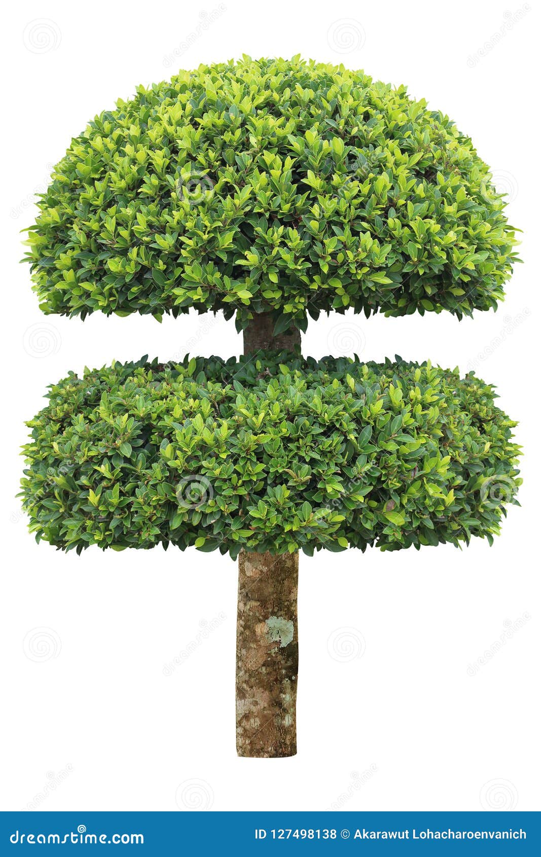 La Capa Doble Acortó El árbol Del Topiary Aislado En El Fondo Blanco Para  El Jardín Artístico Formal Del Diseño Del Estilo Japoné Foto de archivo -  Imagen de decorativo, acortado: 127498138