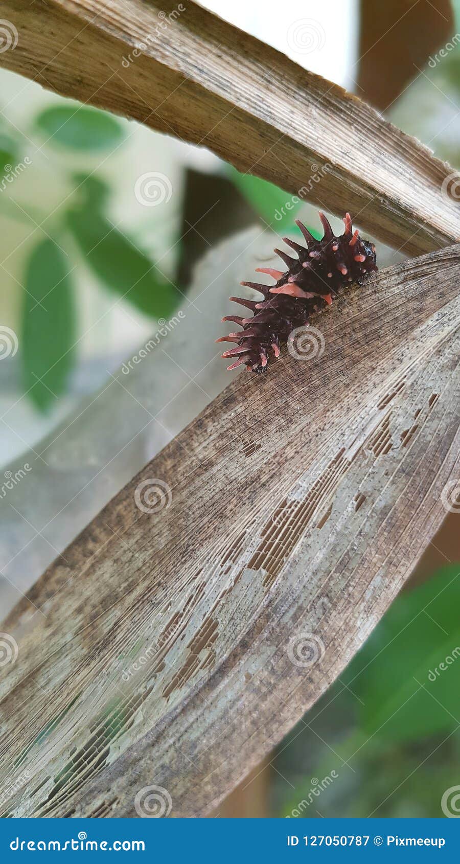 La Chenille De Bebe D Aeacus D Or De Birdwing Ou De Troides Est S Accrochent Vers Le Haut De L Usine Le Cycle De Vie De Papillon Image Stock Image Du Caterpillar Jardin La Chenille De Bebe D Aeacus D Or De Birdwing Ou De Troides Est S Accrochent Vers Le Haut De L Usine Le Cycle De Vie De Papillon Image Stock Image Du Caterpillar Jardin