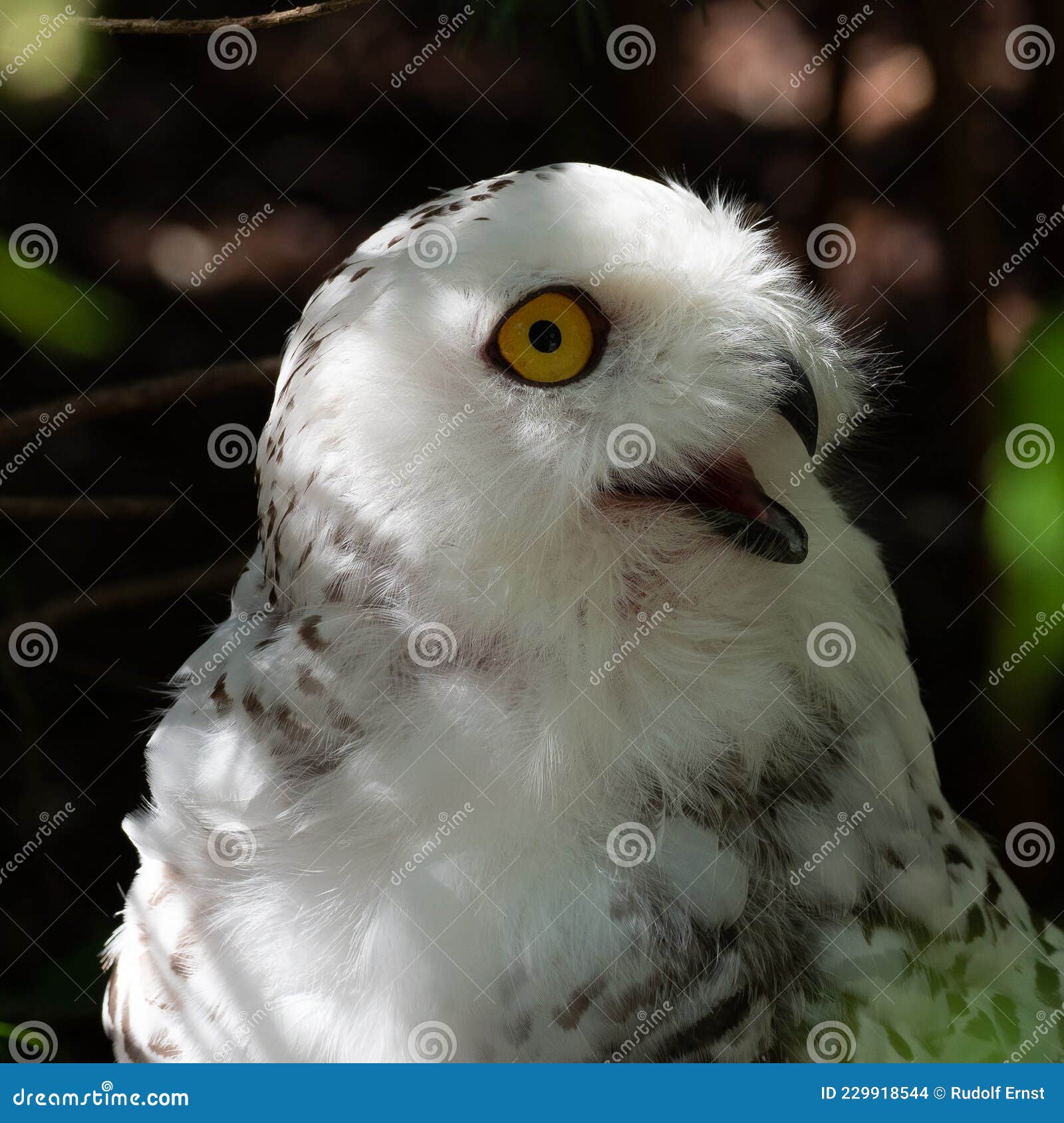 La Chouette Boule Boule Boueuse Bubo Scandiacus Est Une Grande Chouette Blanche De La Famille