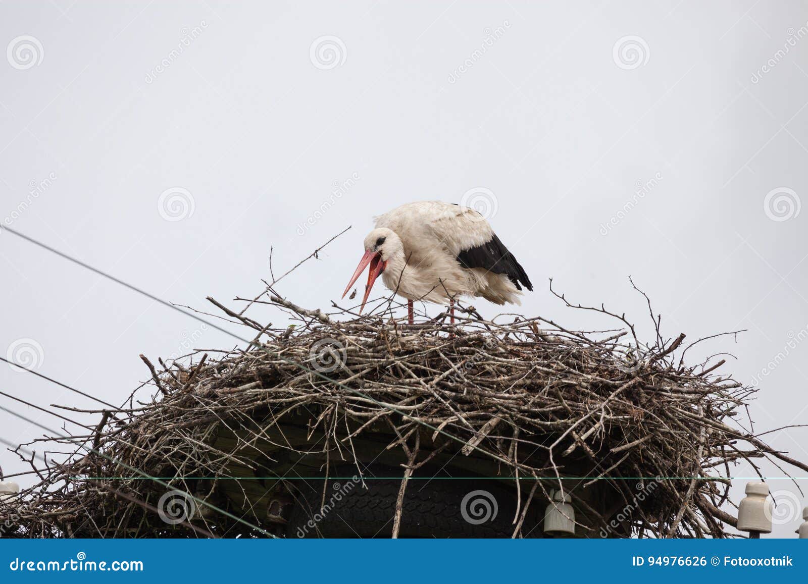 La cicogna bianca adulta in un nido prende un becco delle poppe contro lo sfondo del cielo blu-chiaro