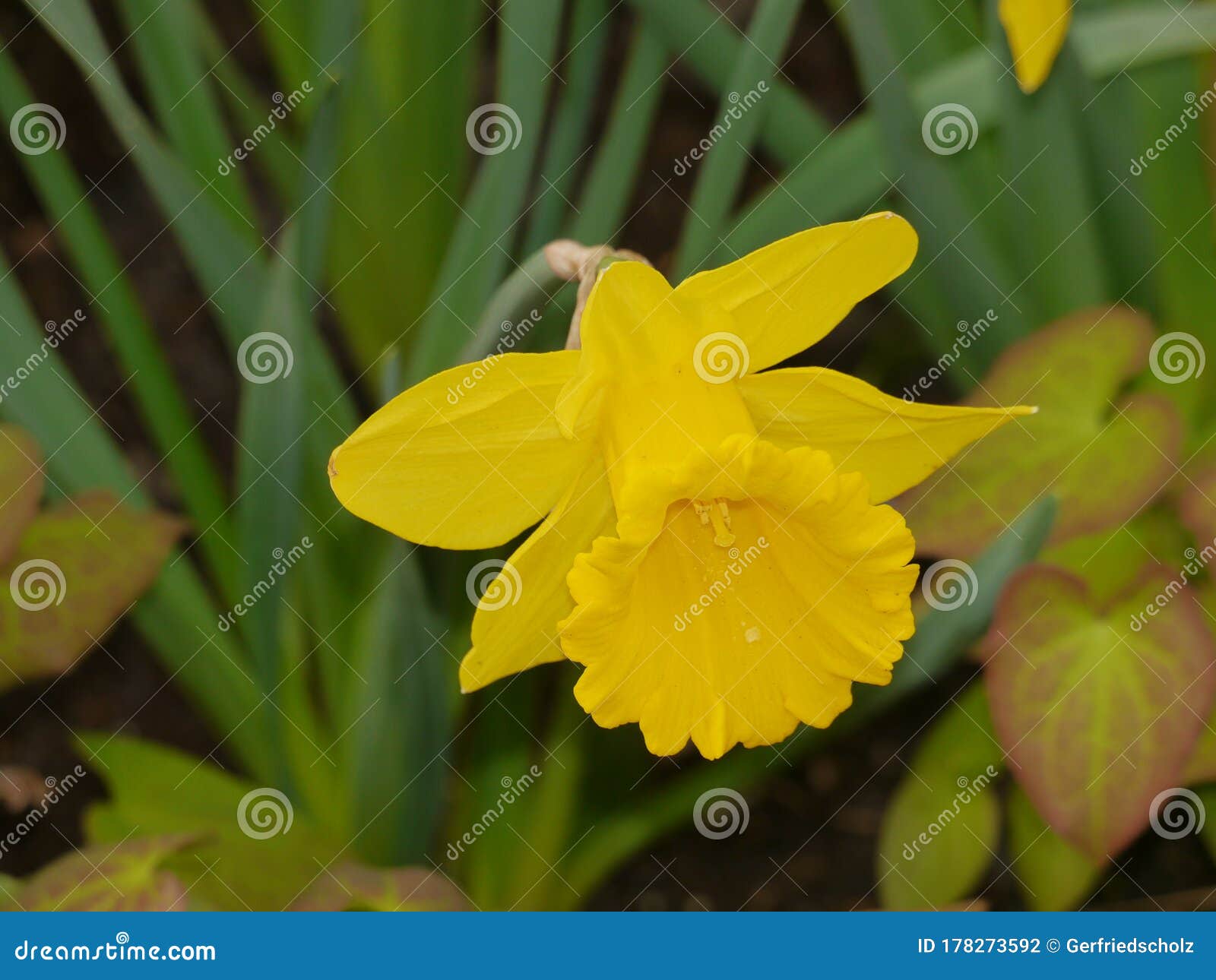 La Cloche De Pâques Comme Jonquille De Narcisse Vegetales Part Dans Le  Regard De Fond Dans L'intérieur Photo stock - Image du vert, pétale:  178273592