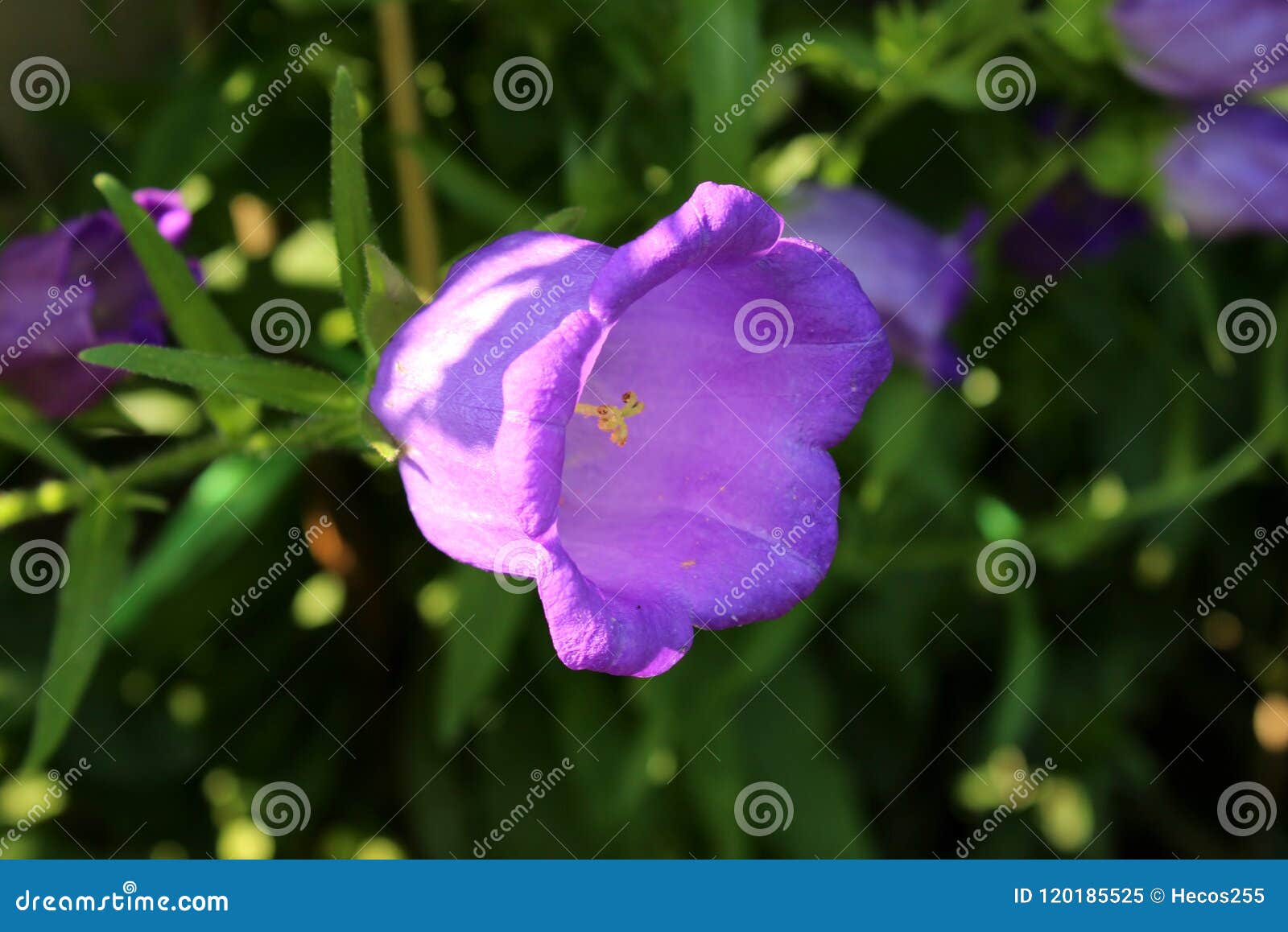 La Cloche-forme Violette De Campanule Ou De Campanule Se Développe Fleur  Dans Le Jardin Image stock - Image du lames, fleur: 120185525