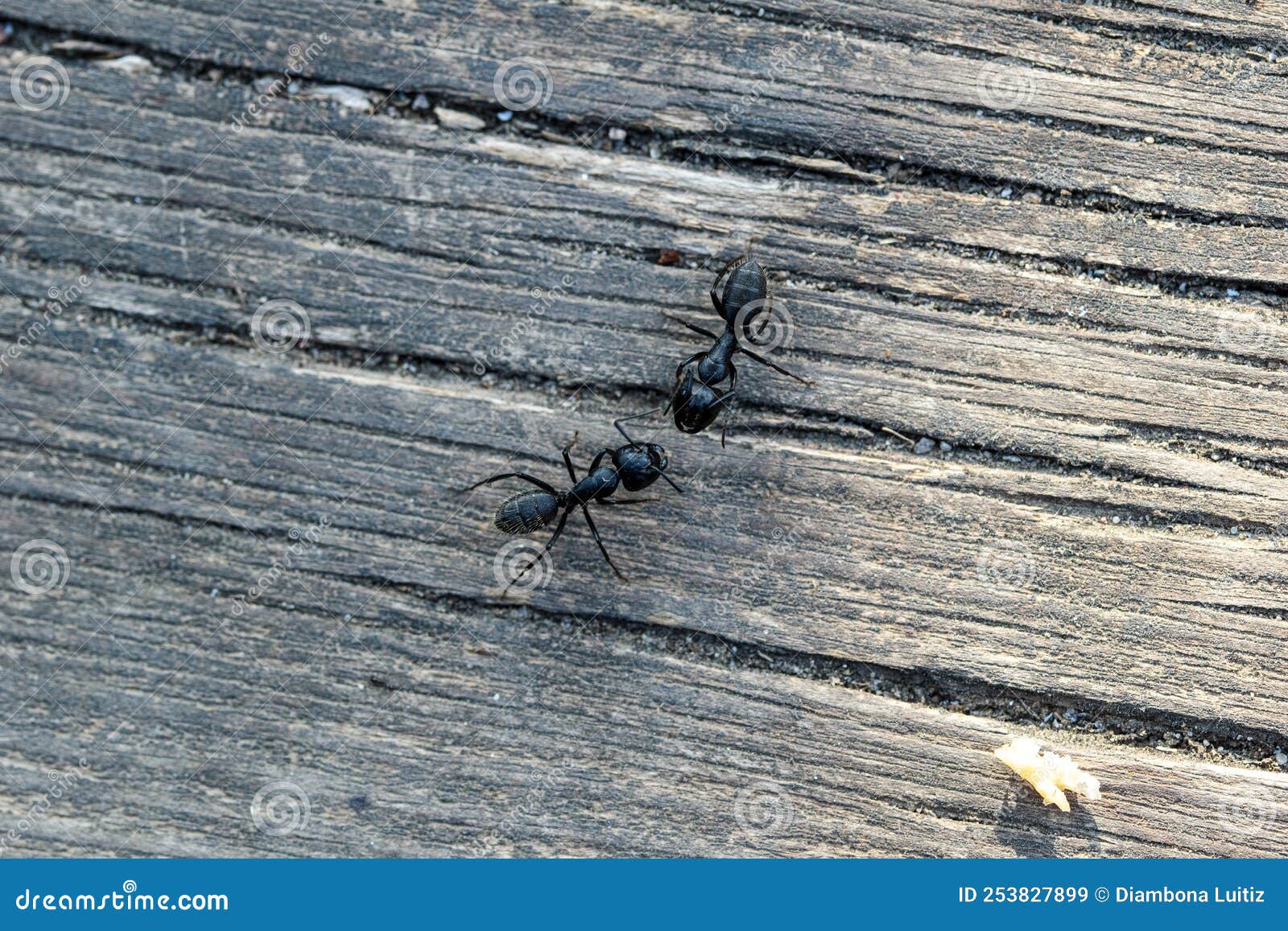 la coppia di formiche sopra il legno