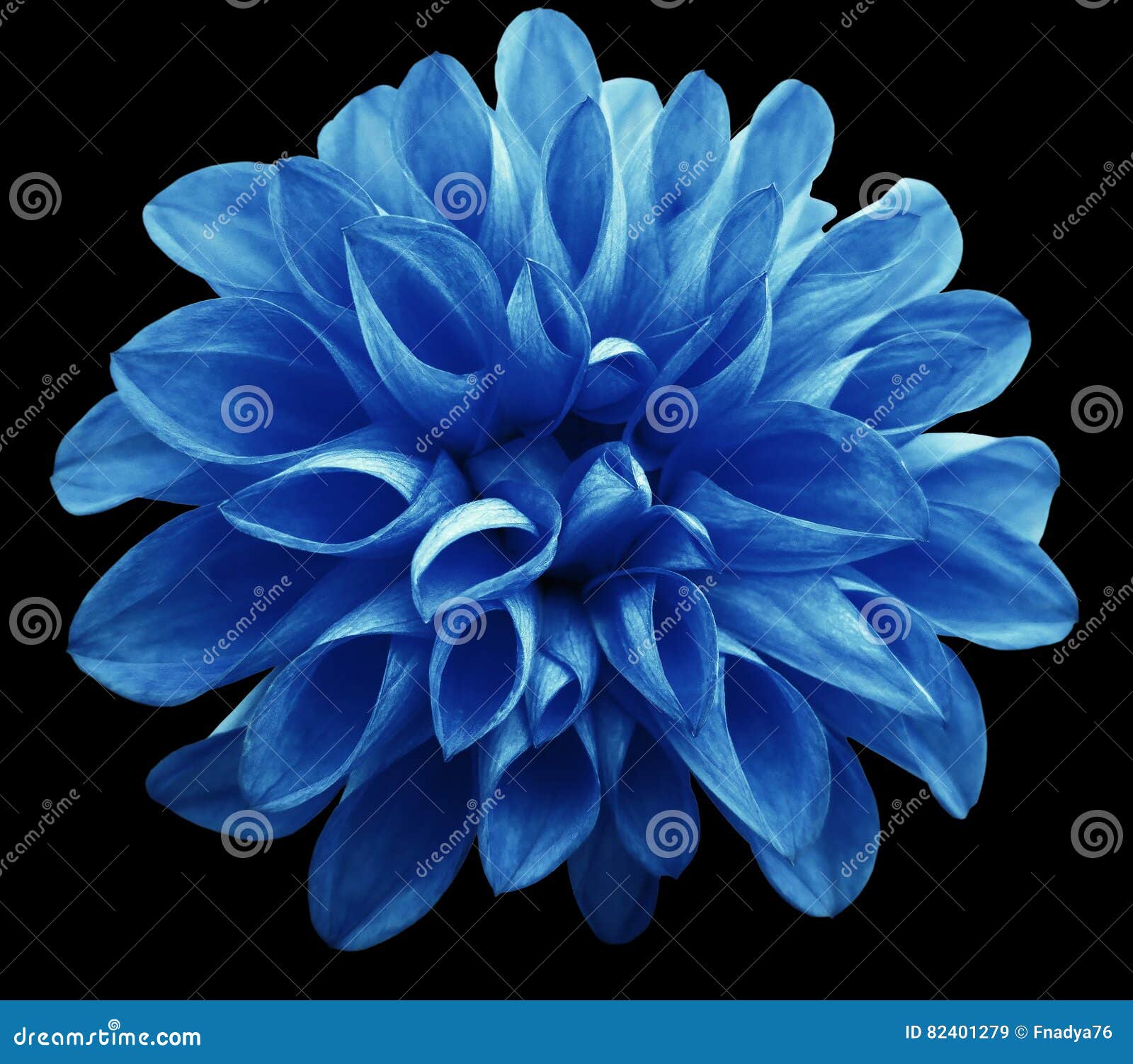 La Dalia Azul Clara De La Flor Aislada En Fondo Negro No Es Ninguna Sombra  Imagen de archivo - Imagen de exterior, belleza: 82401279