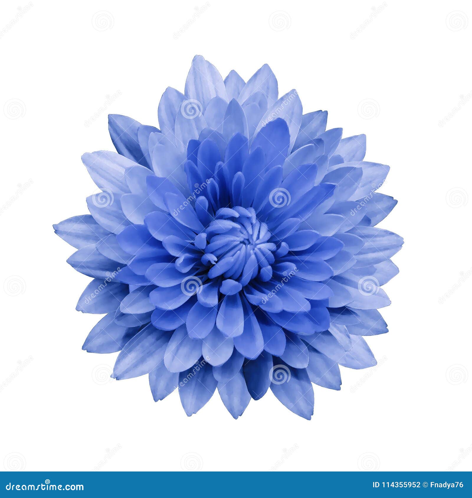 La Dalia Azul De La Flor En Un Blanco Aisló El Fondo Con La Trayectoria De  Recortes Primer Ningunas Sombras Para El Diseño Foto de archivo - Imagen de  pista, aislado: 114355952