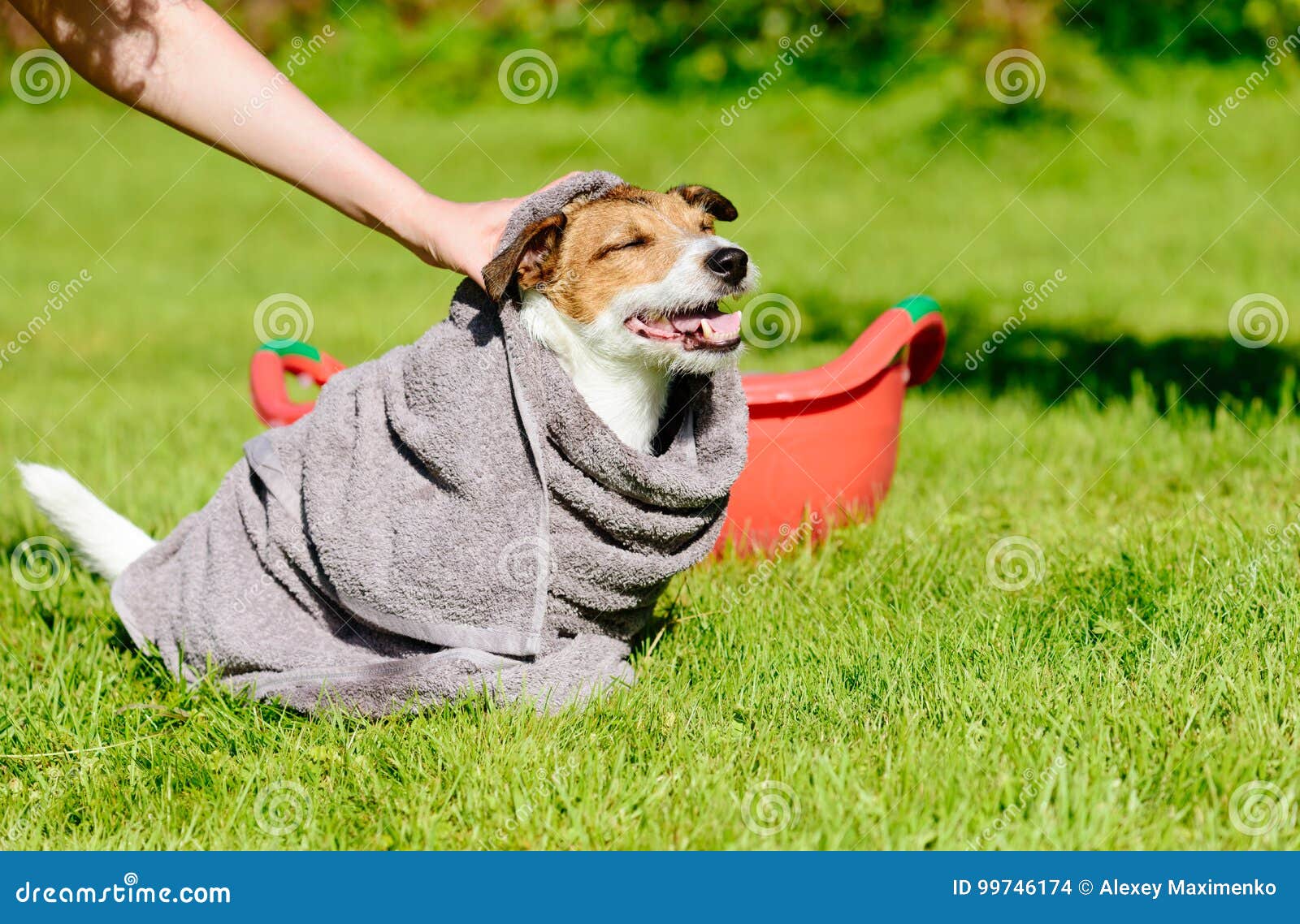 La Donna Pulisce La Testa Di Cane Con L'asciugamano Dopo Avere Lavato  Fotografia Stock - Immagine di governi, copia: 99746174