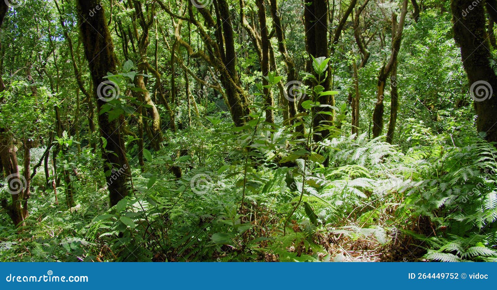 la ensillada, cabeza de tejo, walking through bosque encantado in anaga forest on tenerife, canary islands, spain