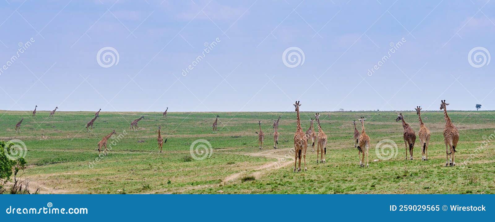 La Faune De La Savane D'afrique Orientale Image stock Image du marche