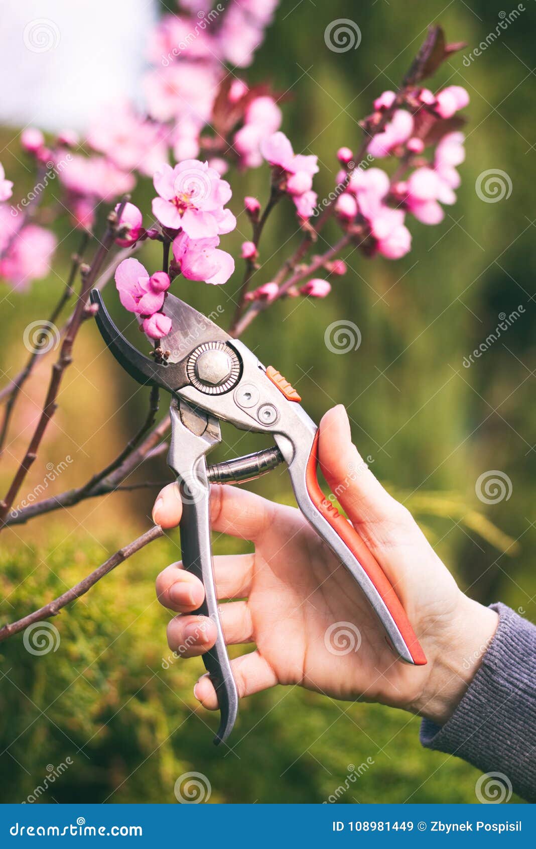 La Femme a Coupé Une Branche De Floraison De Cerisier Avec