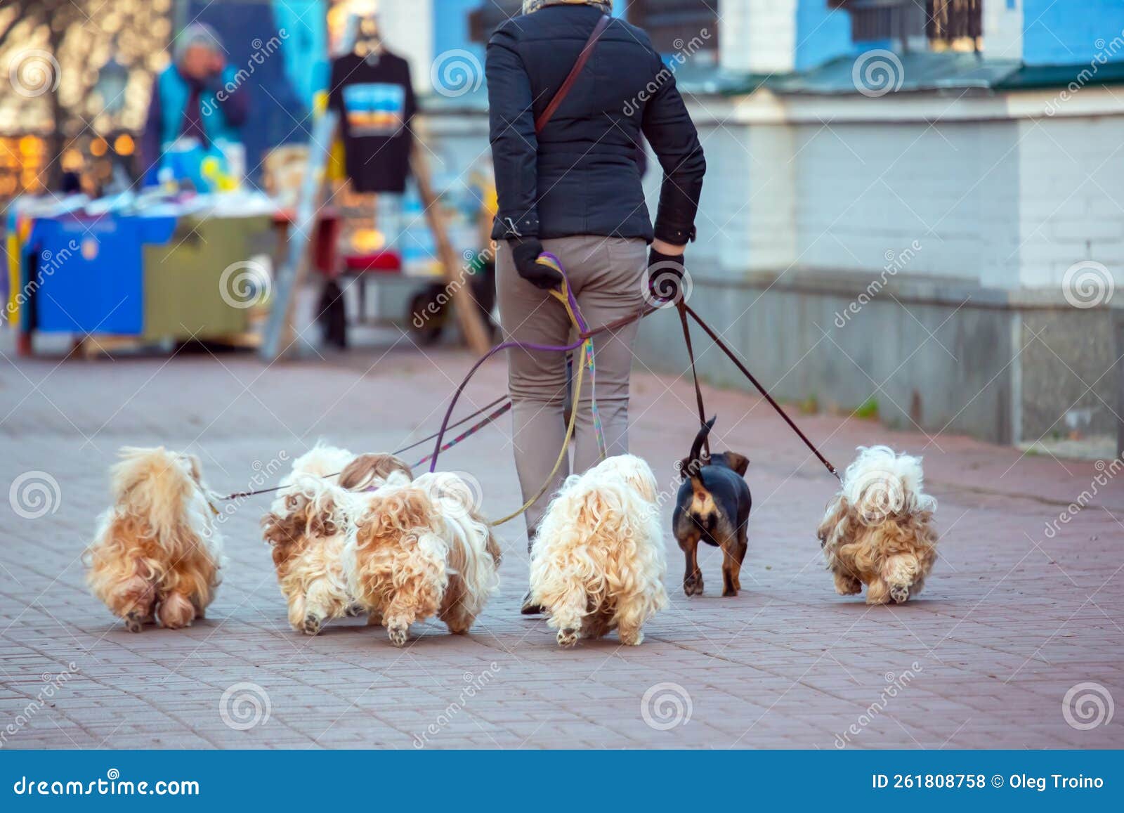 La Femme a Pris Beaucoup De Chiens En Laisse Pour Une Promenade Dans Les  Rues De La Ville. Chiens Animaux Domestiques Et Loisirs D Photo stock  éditorial - Image du animal, course