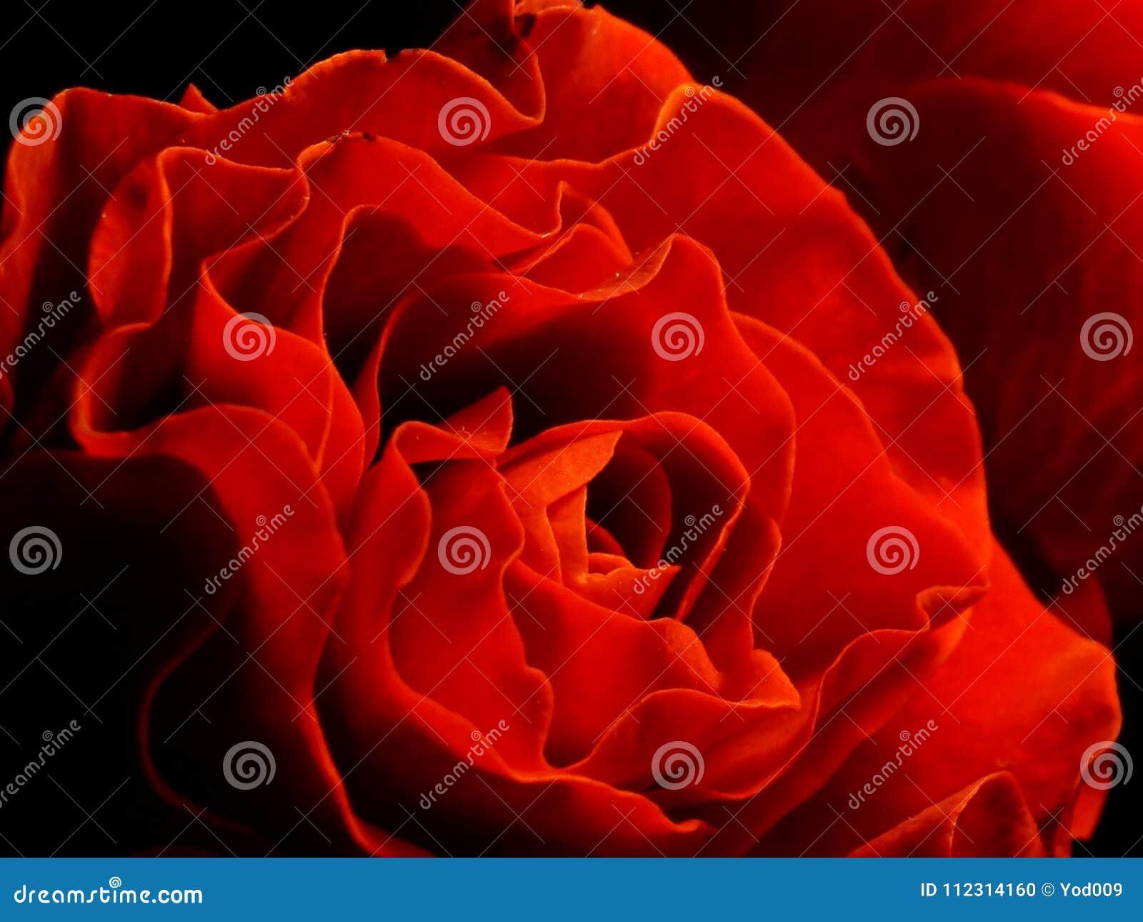 La Flamme De La Rose Photo Stock Image Du Bourgeons 112314160