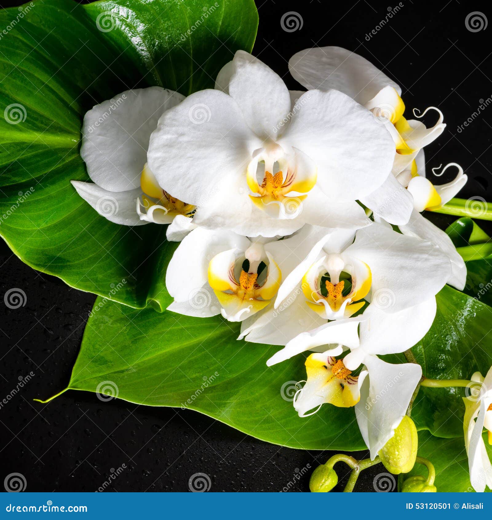 La Fleur Blanche De Floraison D'orchidée, Phalaenopsis, Verdissent La  Feuille Avec La Rosée Image stock - Image du concept, liquide: 53120501