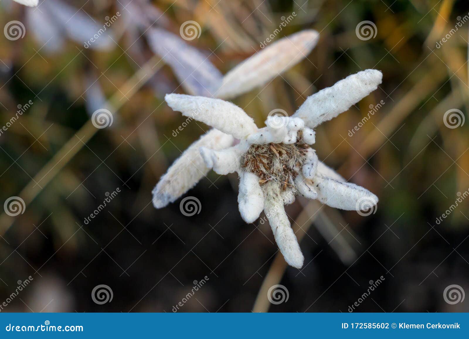 La Fleur D'edelweiss En Montagnes Ferment Photo stock - Image du  fleuraison, zone: 172585602