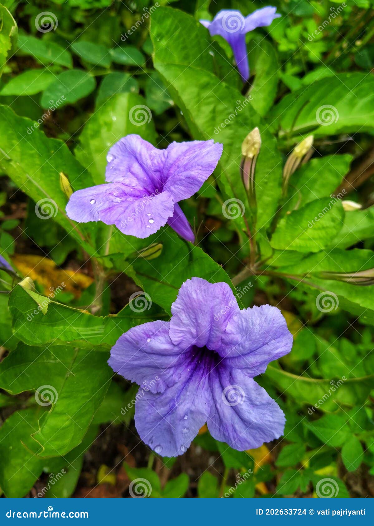 La Fleur D'or Purple Menteur Est Une Fleur Bleue Ou Violette Sauvage Qui a  Les Graines Sèches Qui Peuvent Sauter Une Fois Exposées Photo stock - Image  du nature, canette: 202633724