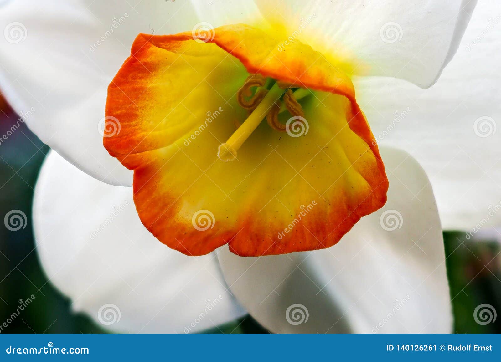 La Fleur De Floraison De Narcisse De Poètes, Savent également Comme  Jonquille De Poètes Image stock - Image du normal, narcisse: 140126261