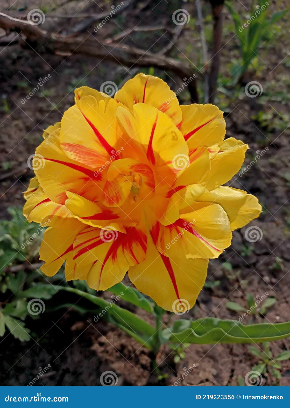 La Fleur De La Grande Tulipe Jaune Dans Le Jardin Au Printemps. Photo stock  - Image du fleurs, jardin: 219223556