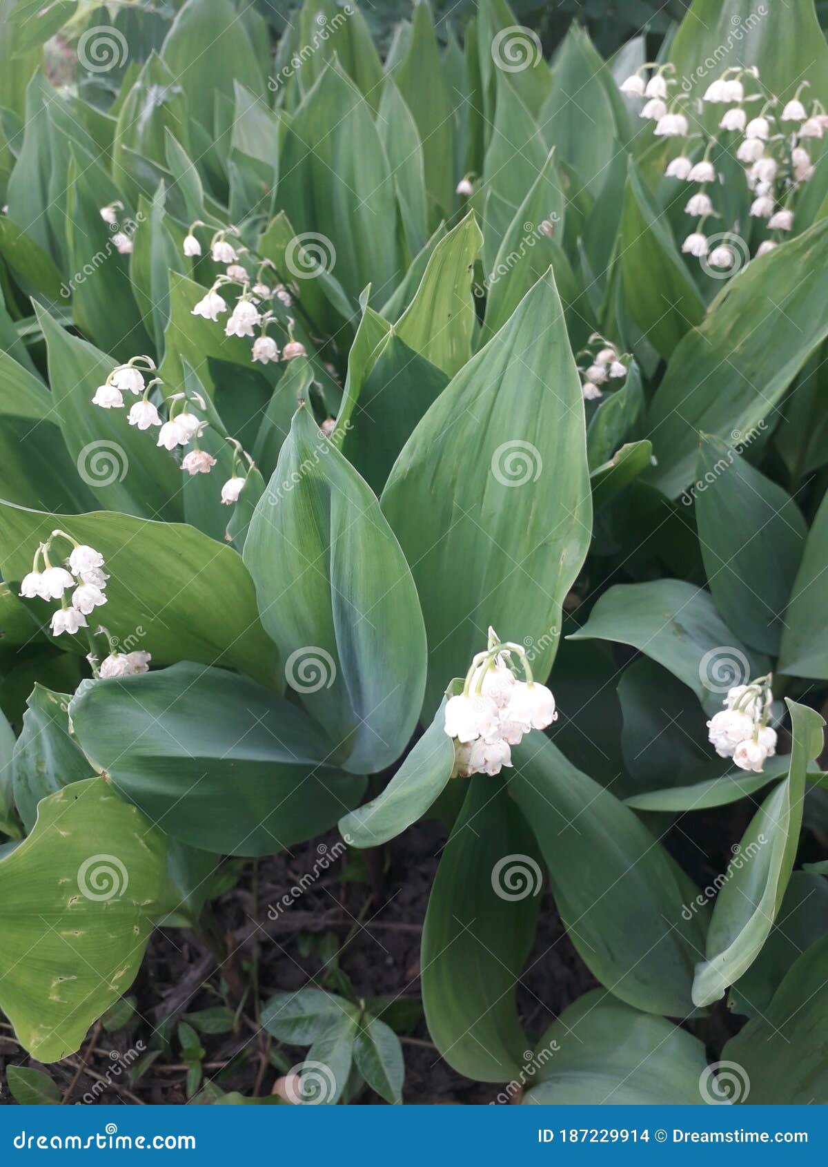 La Fleur De Lys Valley. De Convallaria Majalis. Photo stock - Image du ...