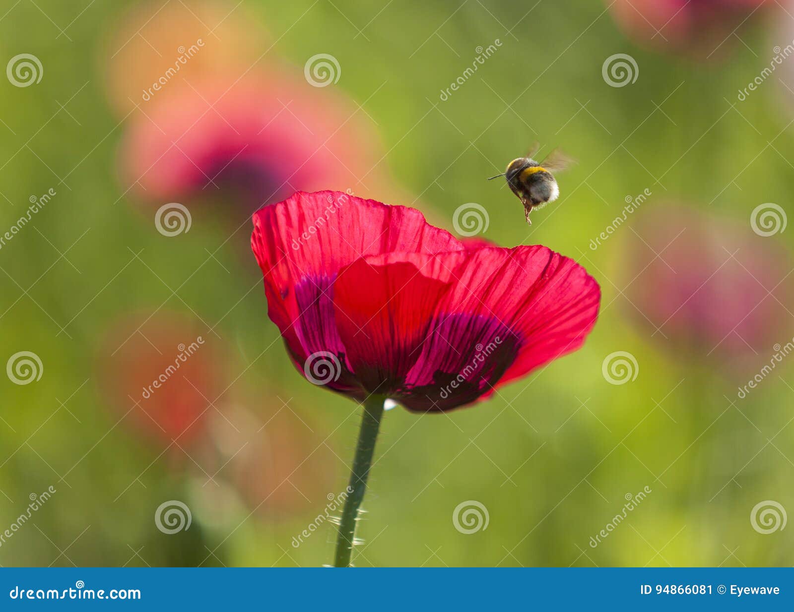 Abeille Sur Une Fleur De Glycine Buy This Stock Photo And