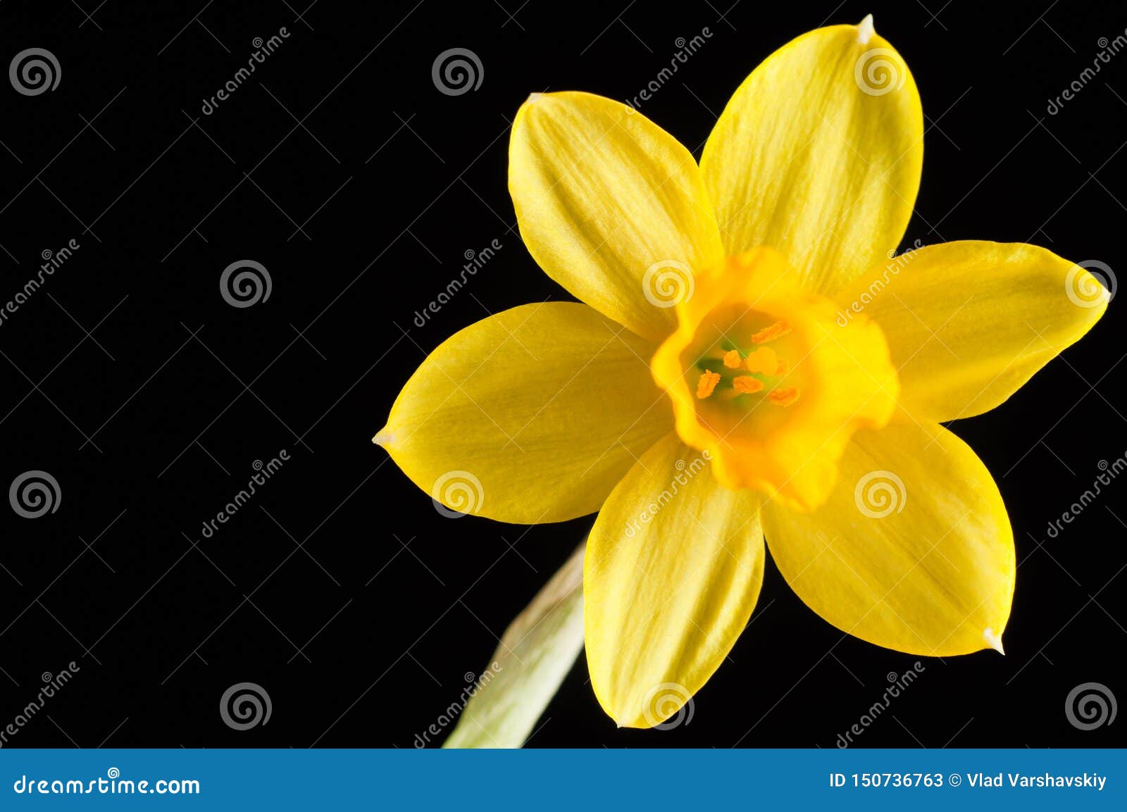 La Fleur Du Narcisse Jaune Se Ferment Sur Un Fond Noir, Isolat Pétales Et  Pistils Avec Des Ticles Image stock - Image du odeur, centrale: 150736763