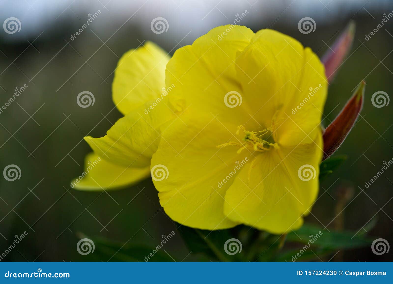 La Fleur Jaune Sauvage S'ouvrit Quand Le Soleil S'était Couché Image stock  - Image du juin, lumineux: 157224239