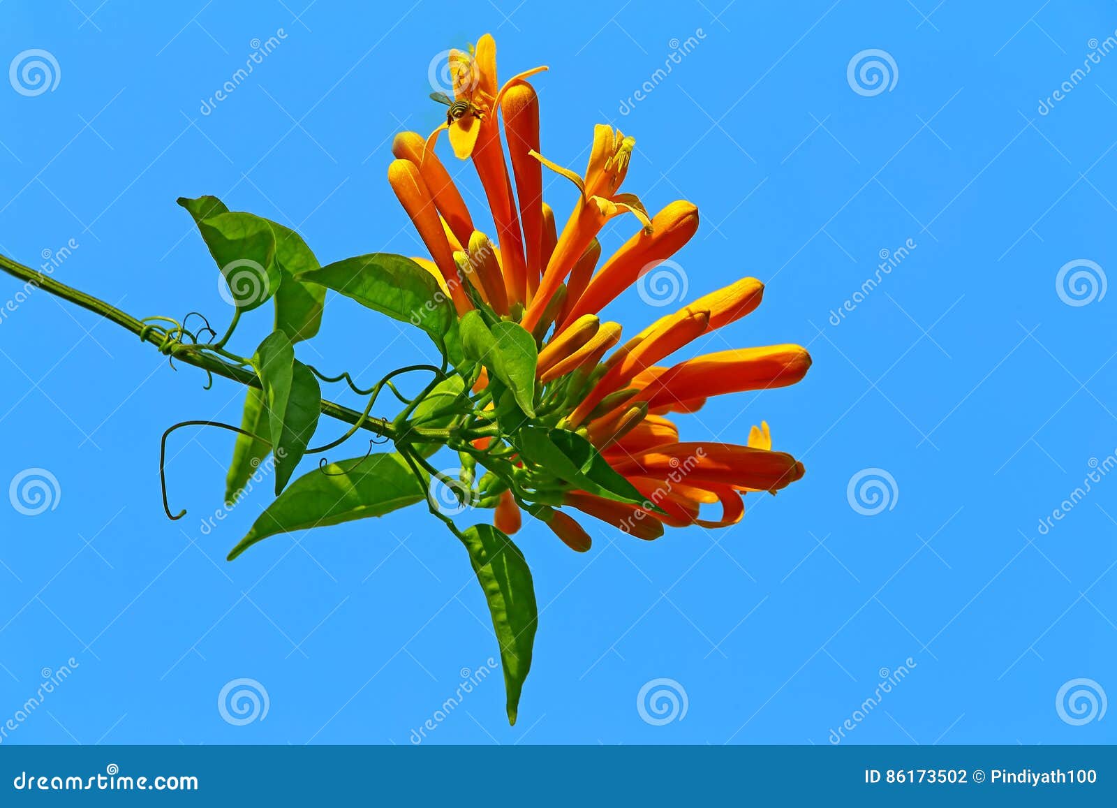 La Fleur Orange De Plante Grimpante De Trompette Photo stock - Image du  ressort, centrale: 86173502