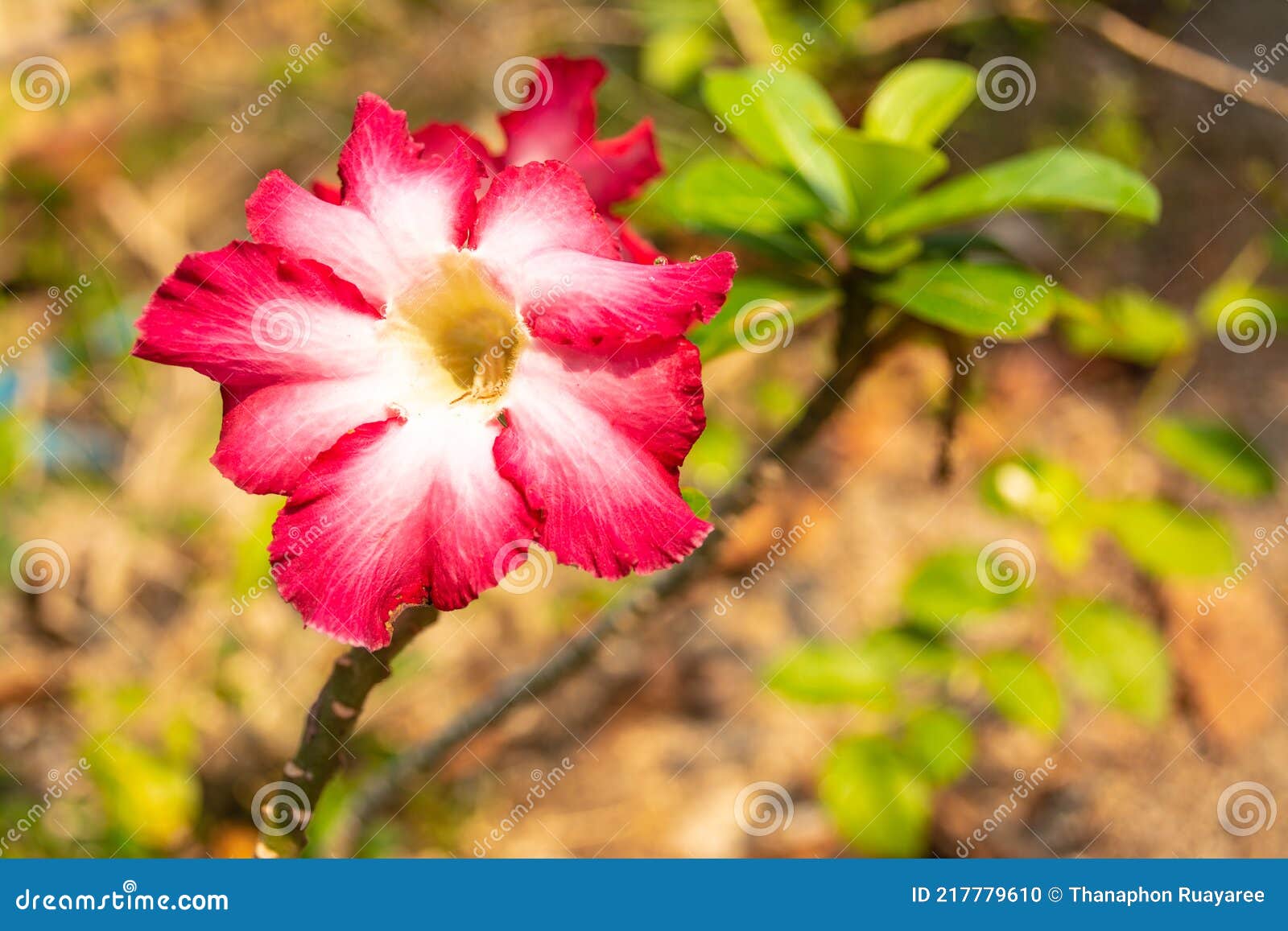 La Fleur Rose Et Blanche Appelée Azalea Est Une Plante à Fleurs Cultivée à  Ratchaburi Photo stock - Image du fleuraison, lame: 217779610