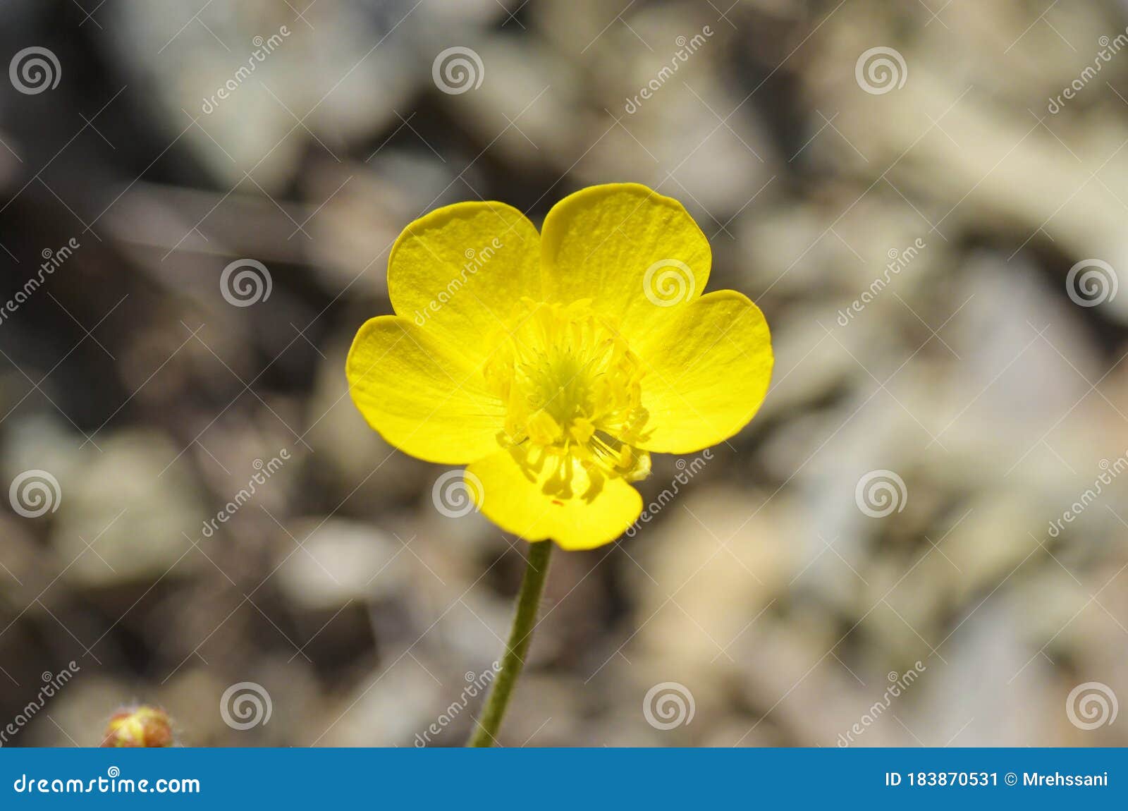 La Fleur Sauvage Renoncule Jaune Pâle à L'arrière-plan Image stock - Image  du beauté, cuvette: 183870531