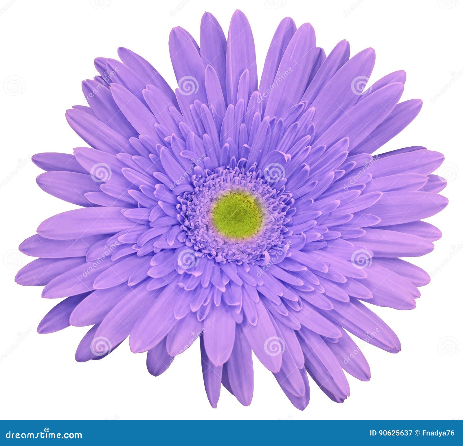 La Fleur Violet-clair De Gerbera, Blanc a Isolé Le Fond Avec Le Chemin De  Coupure Closeup Aucune Ombres Pour La Conception Image stock - Image du  nature, fleurs: 90625637