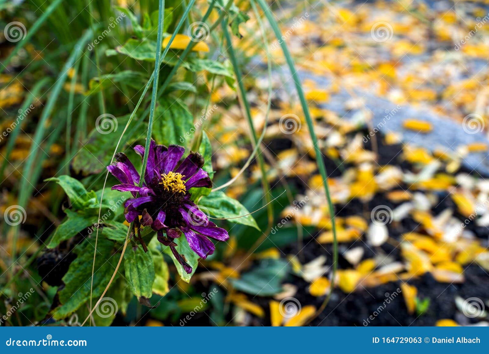 La Fleur Violette Meurt à La Fin De L'été Tandis Que Les Feuilles Jaunes  Sont Posées Au Sol Image stock - Image du flore, fleur: 164729063