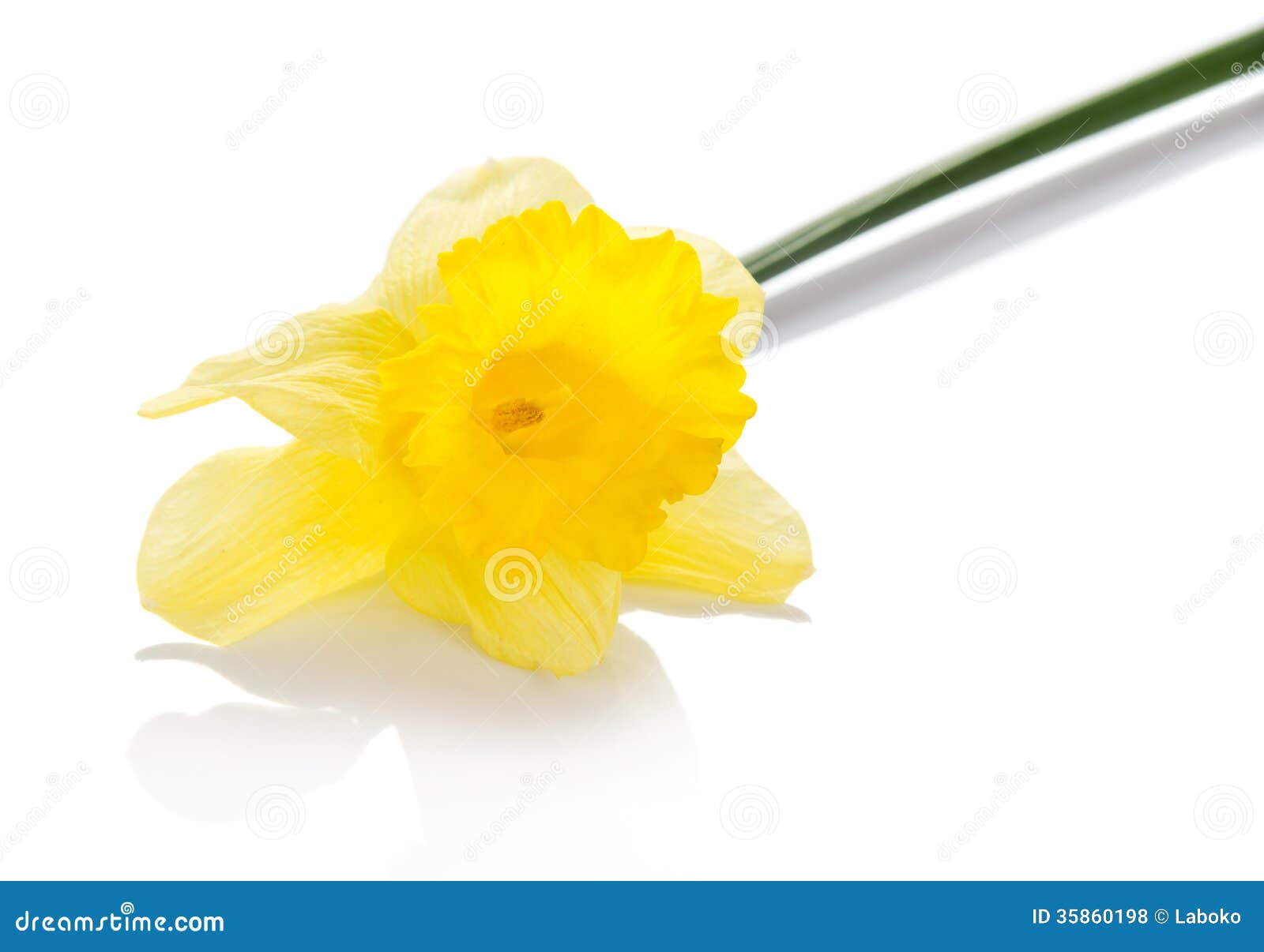 La flor amarilla de un narciso, aislada en blanco. La flor amarilla de un narciso con un tronco verde, aislada en el fondo blanco