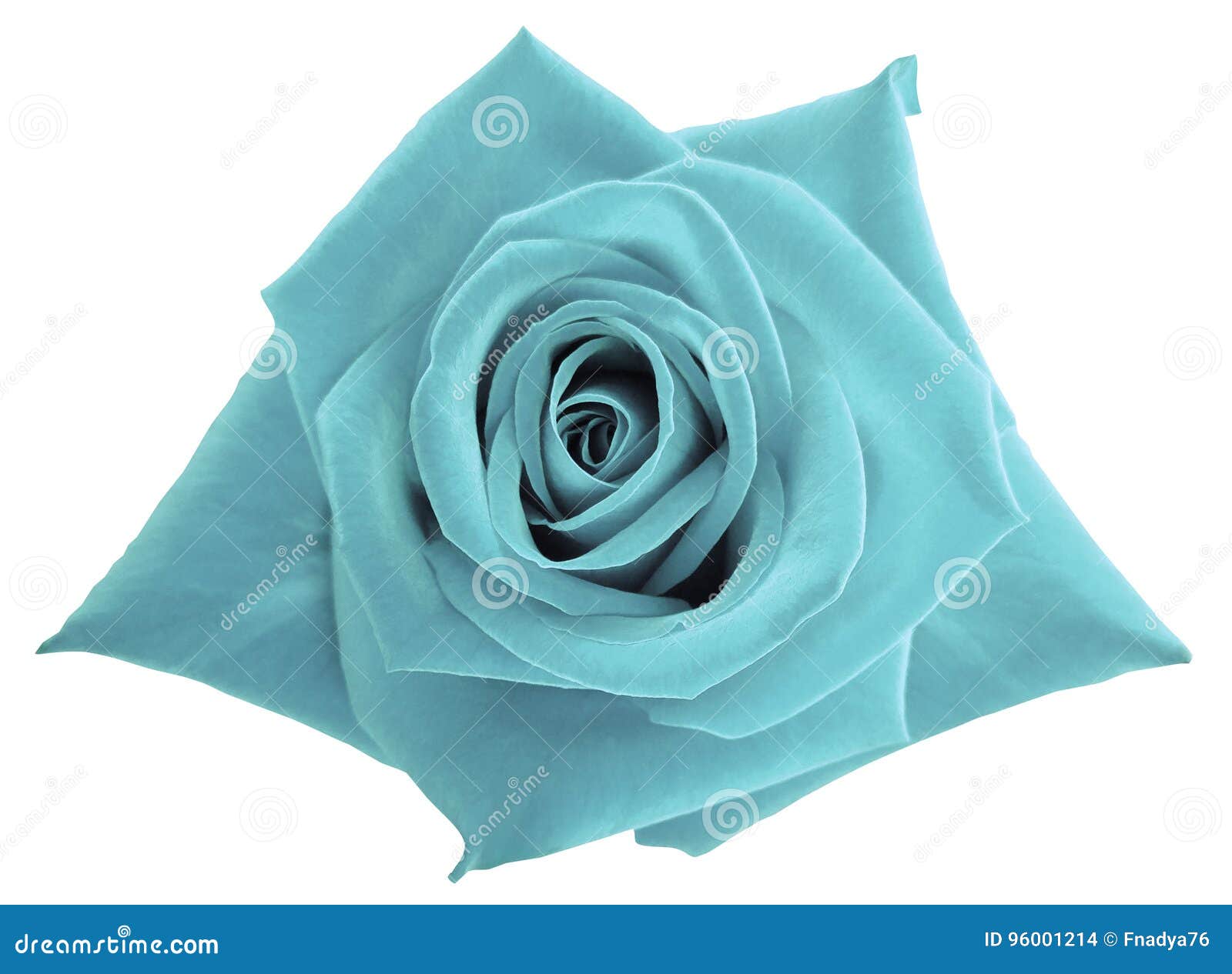 La Flor Color De Rosa De La Turquesa En Blanco Aisló El Fondo Con La  Trayectoria De Recortes Ningunas Sombras Primer Foto de archivo - Imagen de  carteles, modelo: 96001214