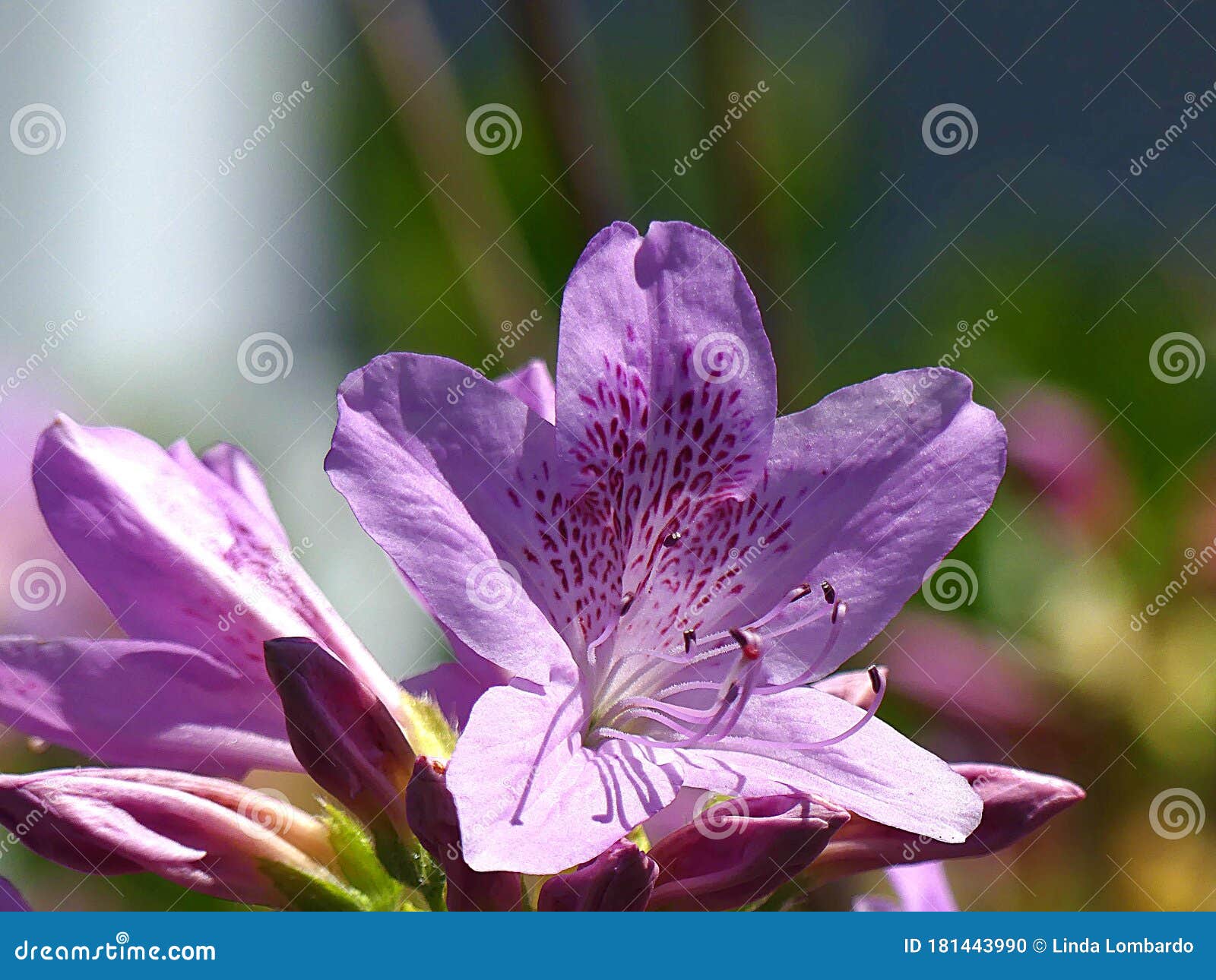 La Flor De Azalea Púrpura Pálida Se Abre Al Sol Foto de archivo - Imagen de  cinco, variedad: 181443990